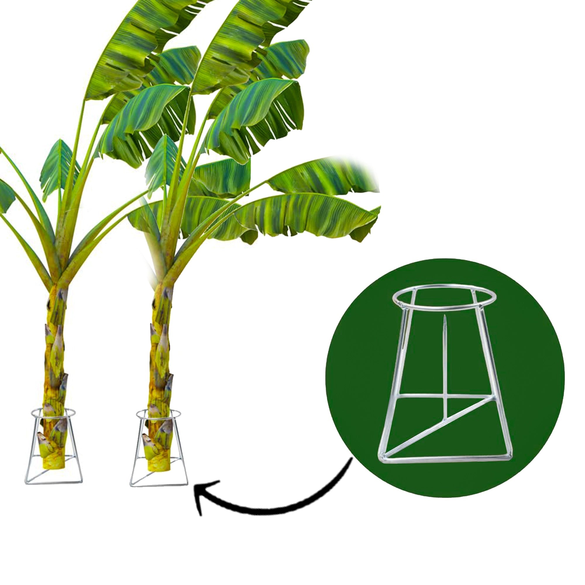 Urban Plant Banana Stand/Holder for Pooja Pack of 2 Urban Plant