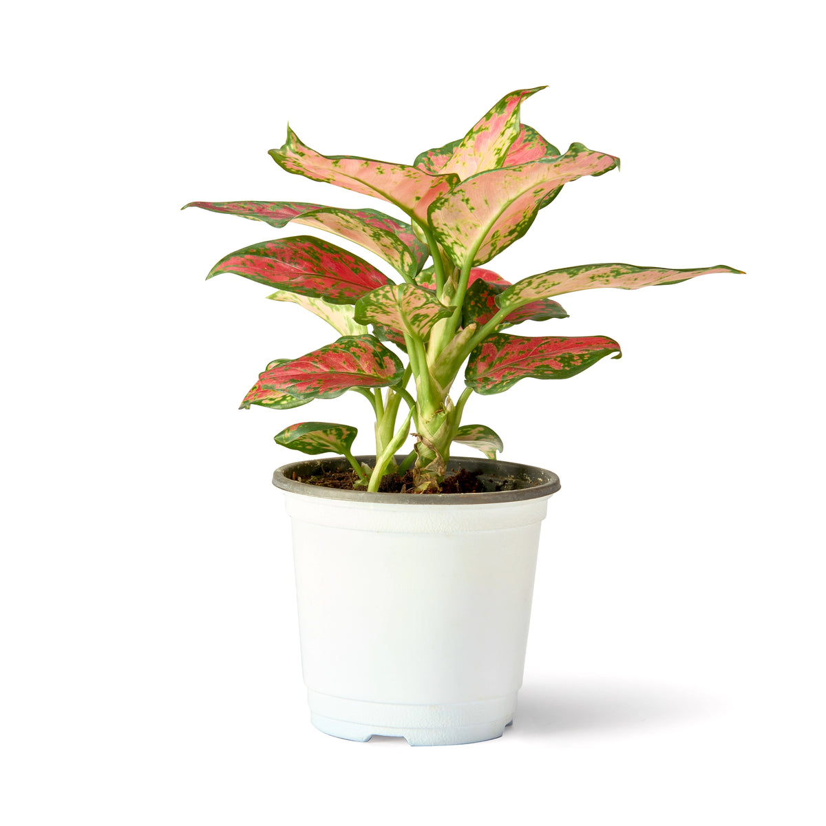 Aglaonema Pink Valentine – Live Indoor Plant | Urban Plant