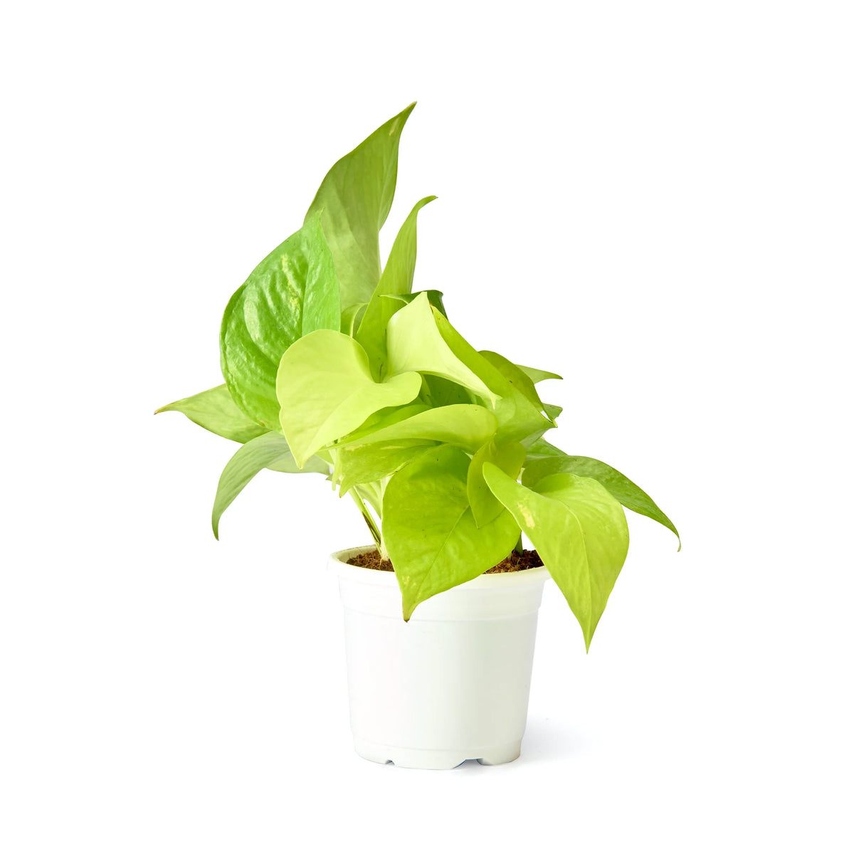 Neon pothos (Golden Money Plant) in grower pot – Lucky Money Plant Trio