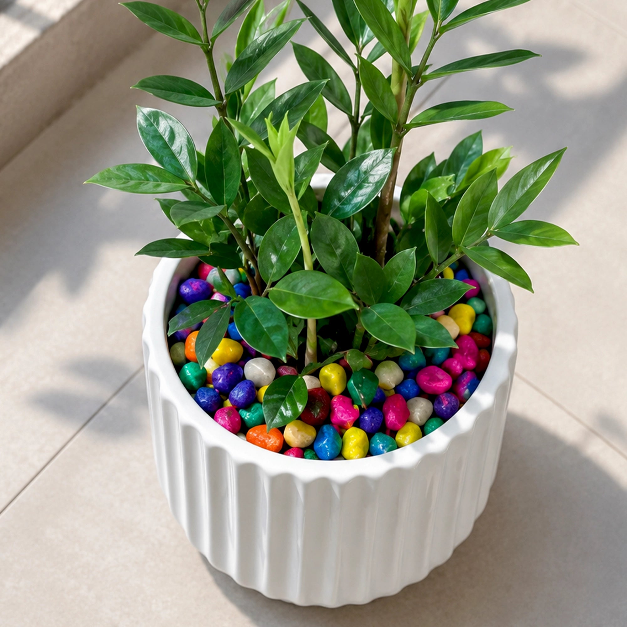 Urban Plant Colourful Decorative Pebbles or stone for Pot