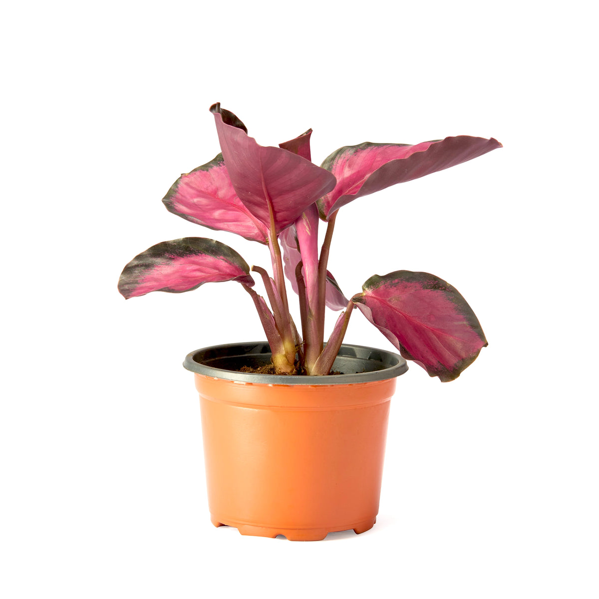 Calathea Crimson Red (Rusco) – Live Indoor Plant | Urban Plant