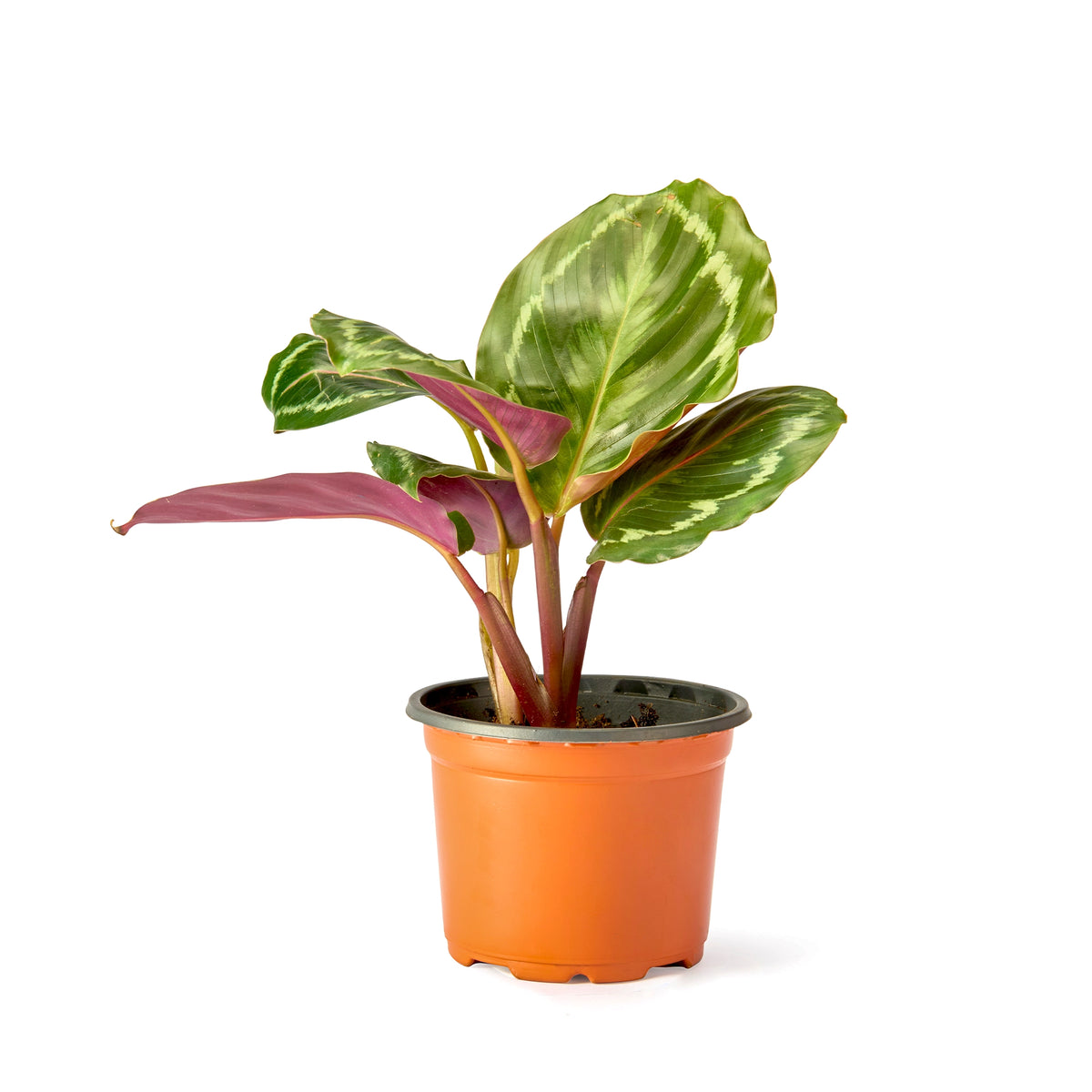 Calathea Roseopicta Rosy – Live Indoor Plant