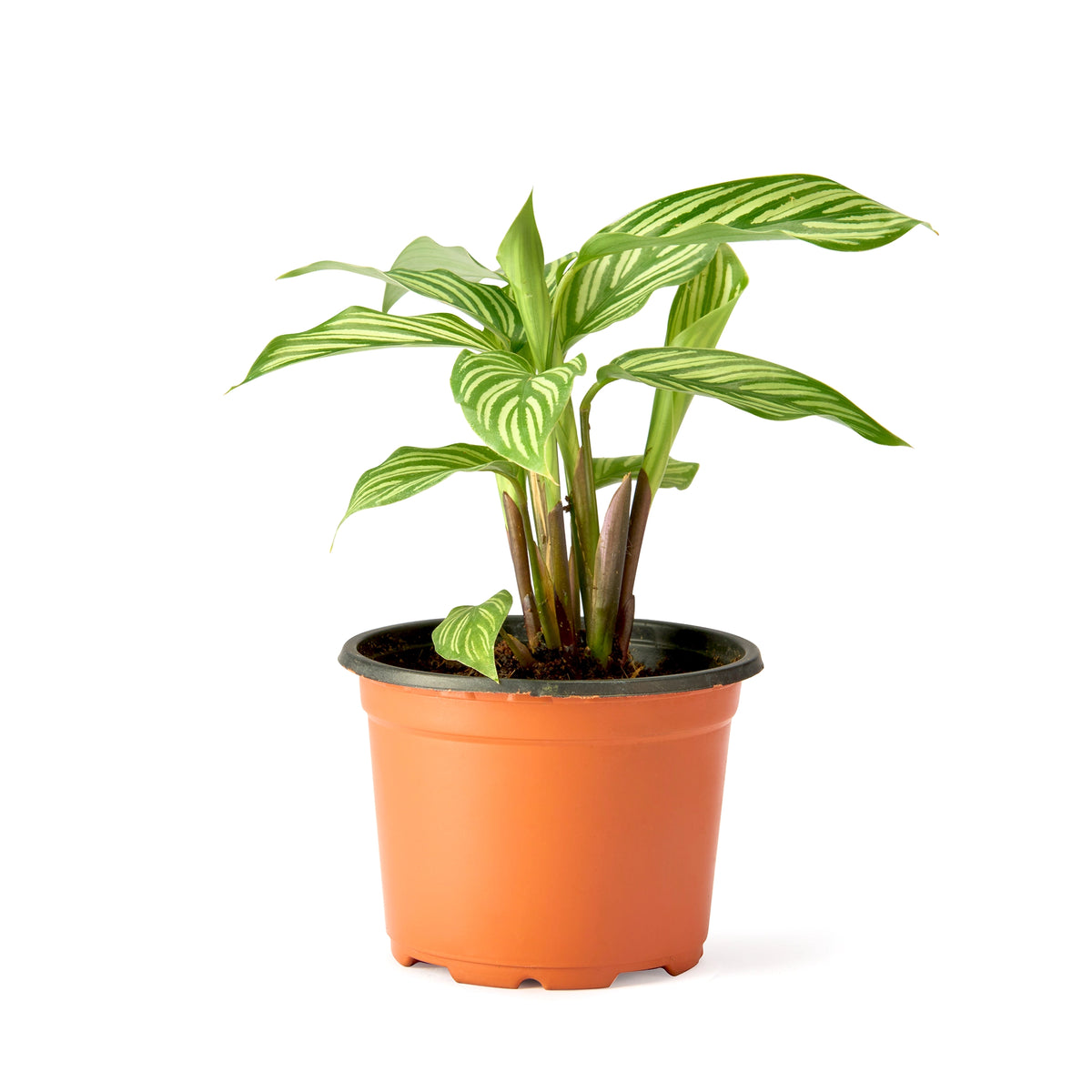 Calathea Vittata – Live Indoor Plant | Urban Plant