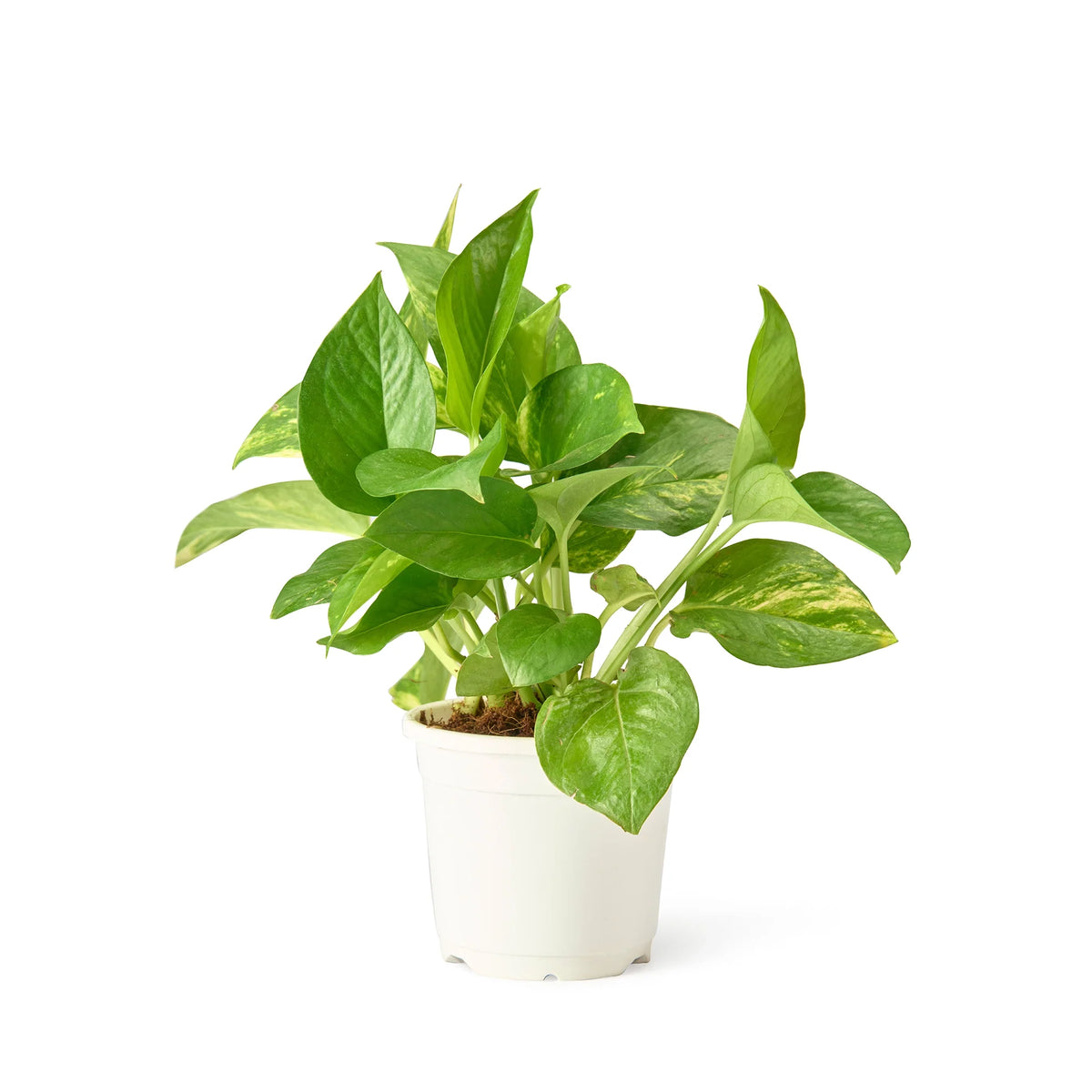 Classic Green Money Plant (Golden Pothos) in grower pot – Lucky Money Plant Trio