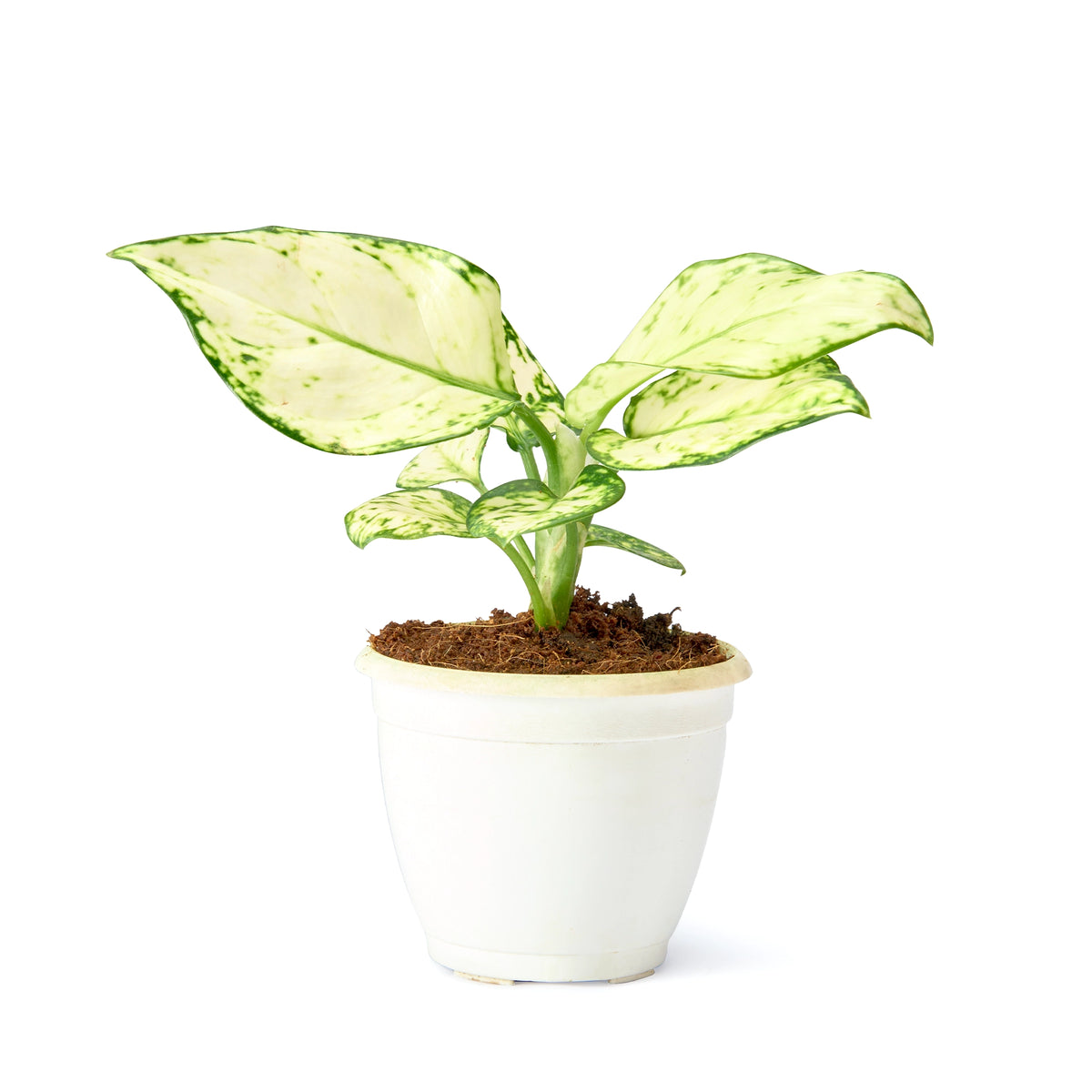 Aglaonema Super White – Live Flowering Indoor Plant