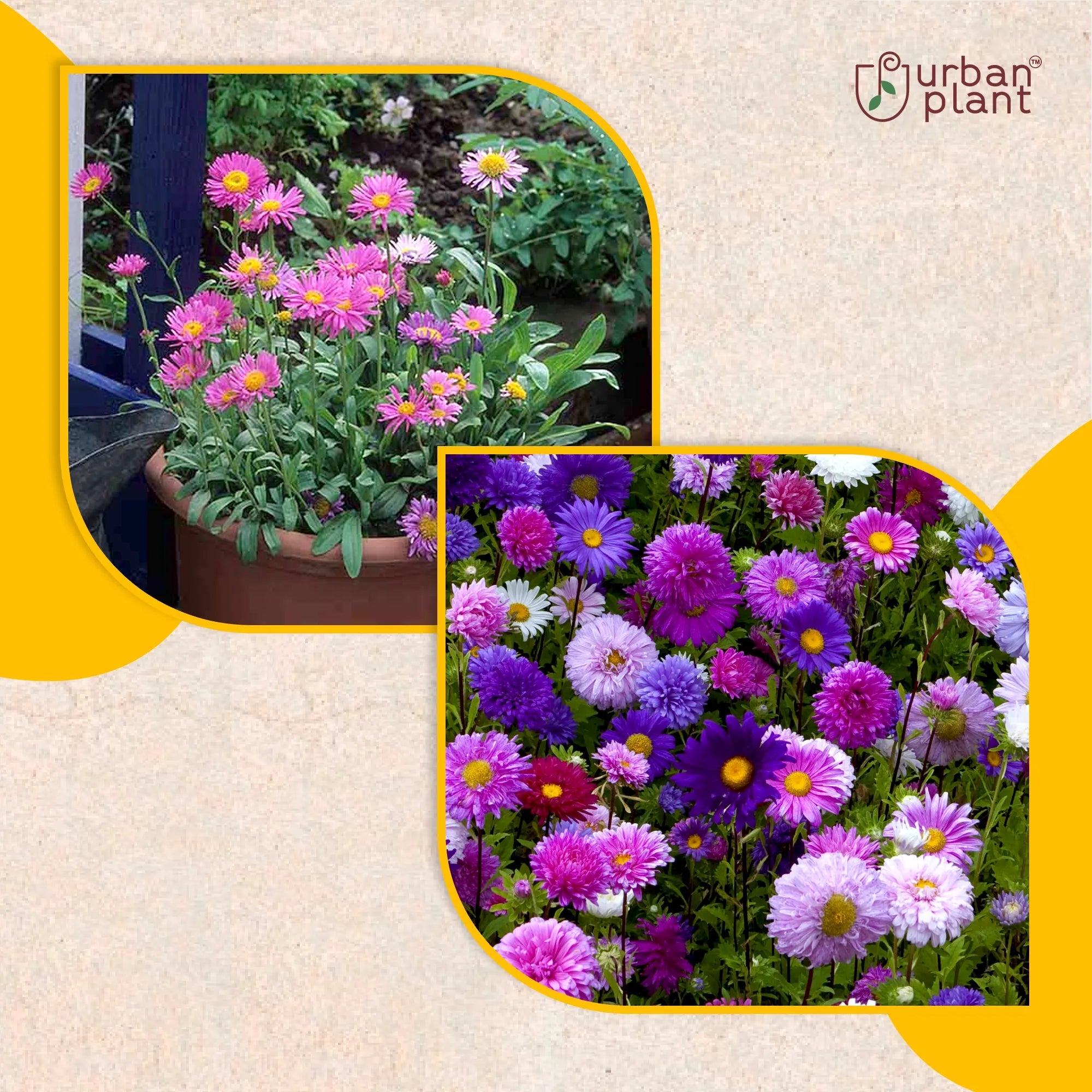 Aster Mix Flower Seeds Flower Seed Urban Plant