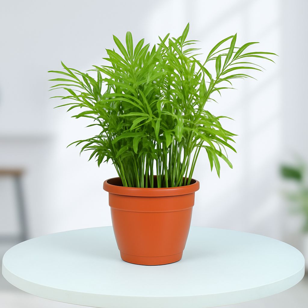 Bamboo Palm Plant in Grower Pot Urban Plant