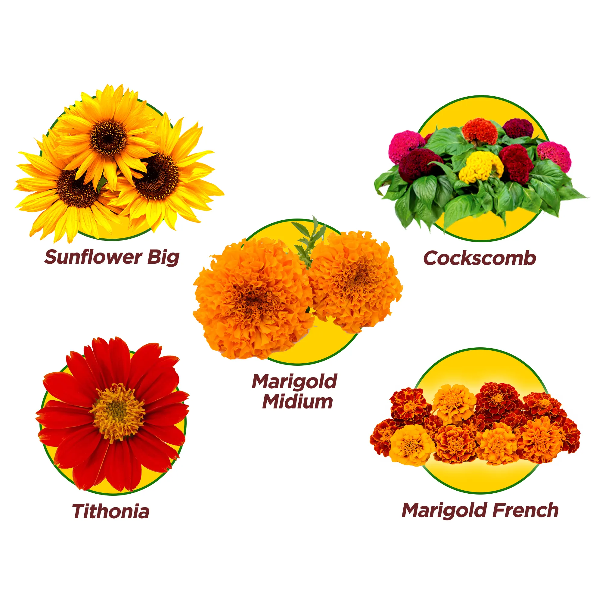 Holiday Bloom Pack of 5 Flower Seeds - COMBO 2 Flower Seed Urban Plant 