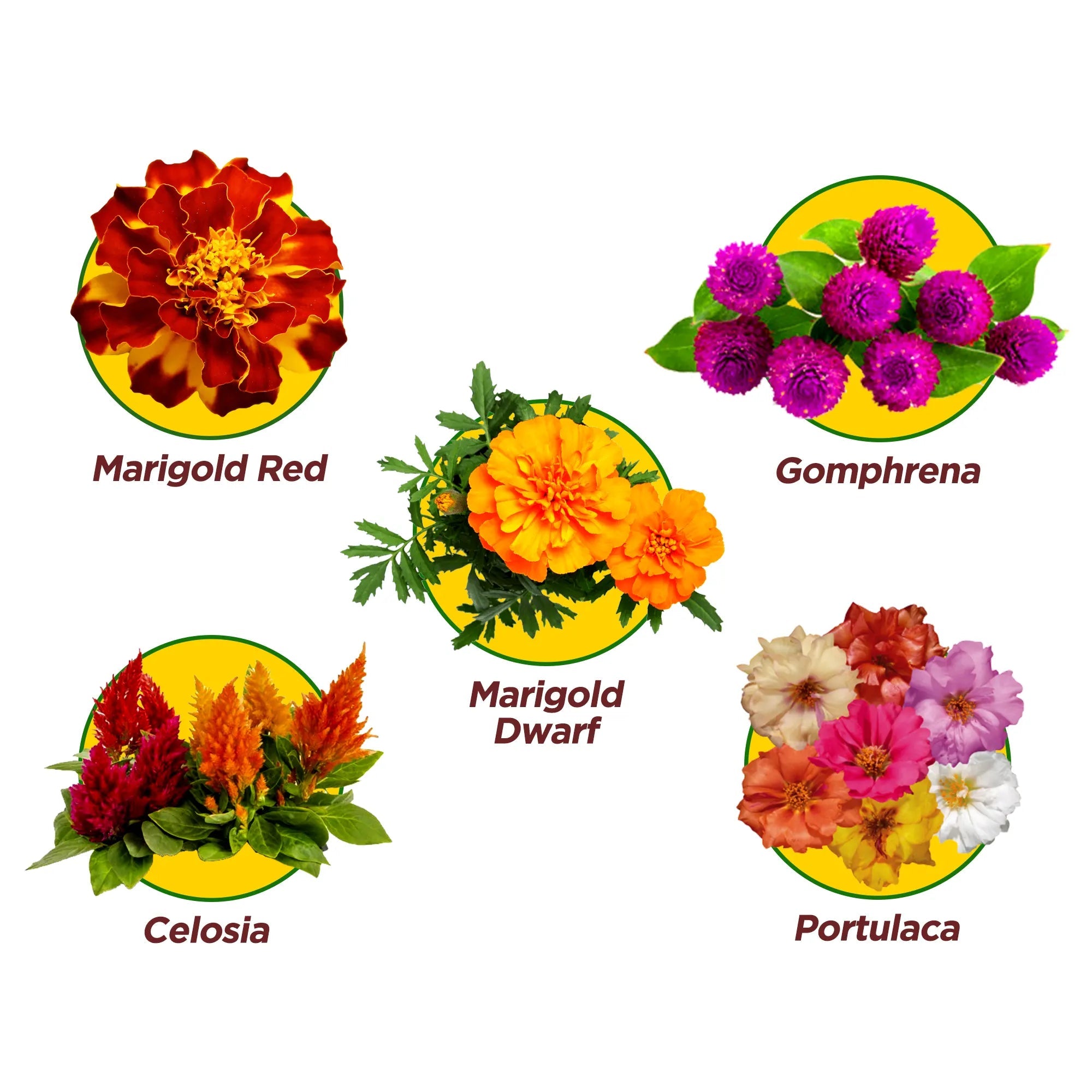 BeuBelle Pack of 5 Flower Seeds - COMBO 3 Flower Seed Urban Plant