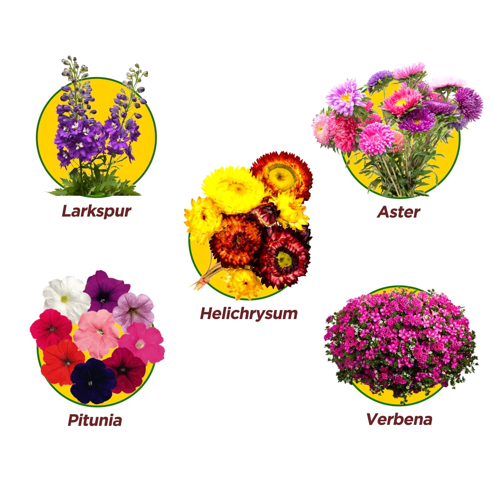 Relish Amour Pack of 5 Flower Seeds - COMBO 6 Flower Seed Urban Plant