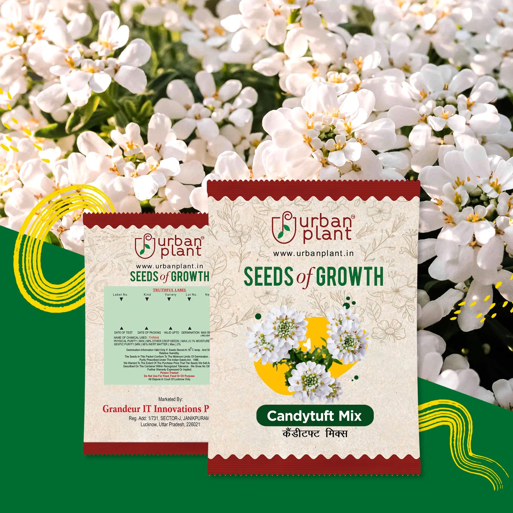 Candytuft Mix Flower Seeds Urban Plant