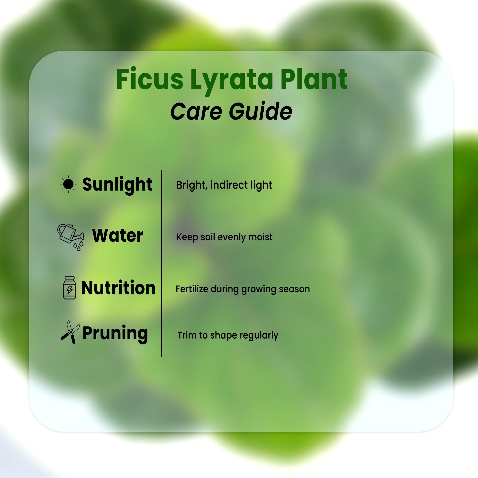 Fiddle Leaf Fig Plant (Ficus Lyrata) Plant Urban Plant