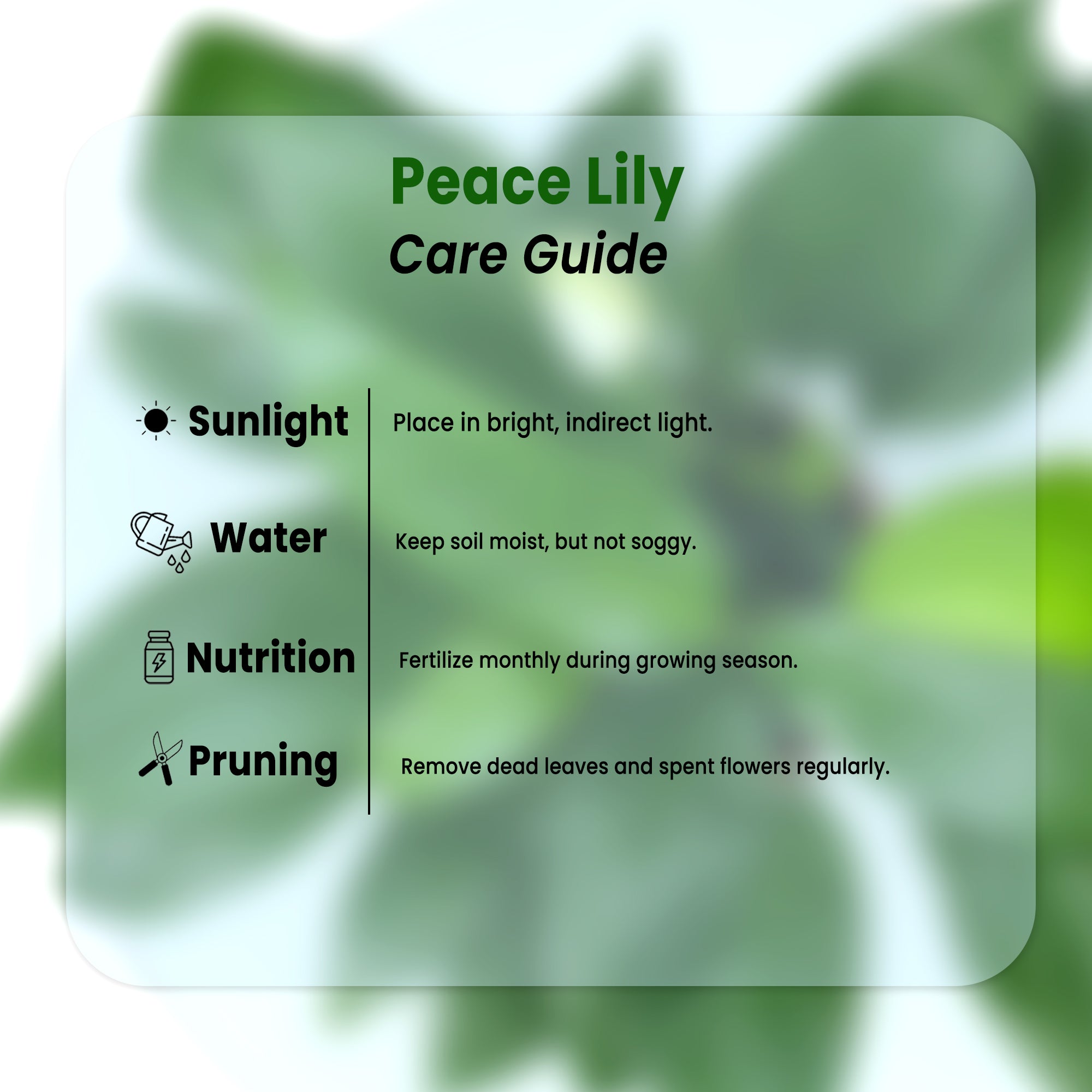 Peace Lily Plant in Grower Pot care guide