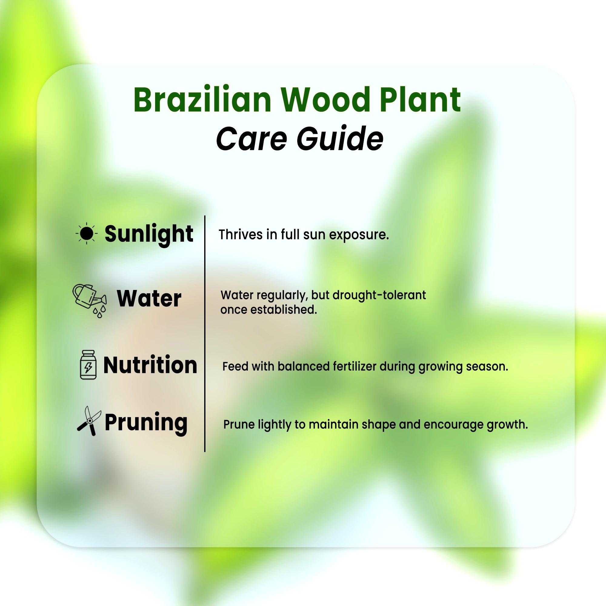 Brazilian Wood Plant Plant Urban Plant