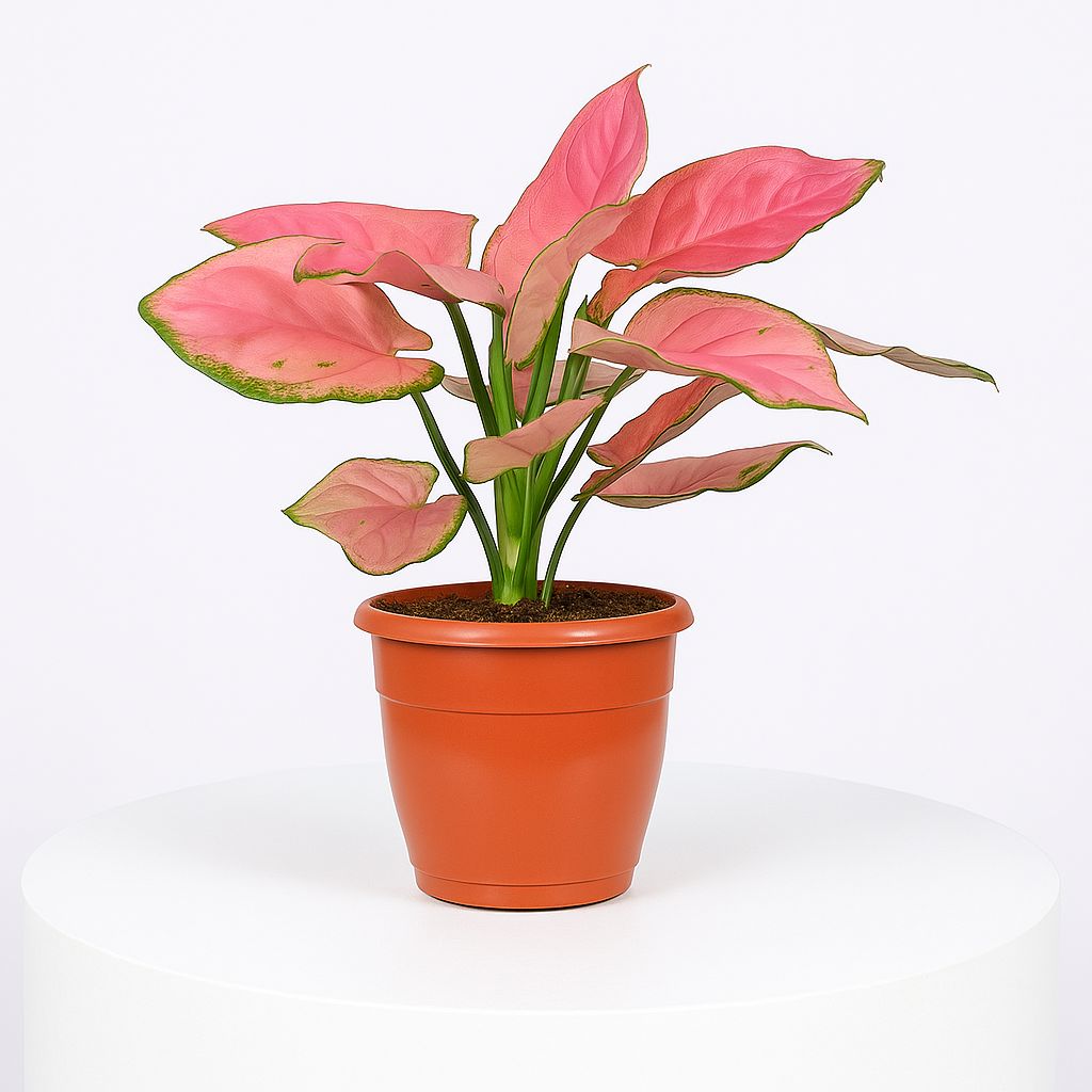 Pink Aglaonema Plant in Grower Pot Urban Plant