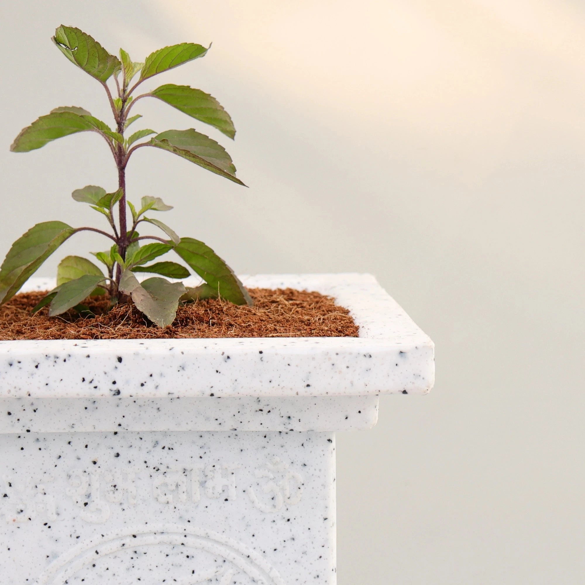 Tulsi Vatika Pot (White) Plastic Pot Urban Plant