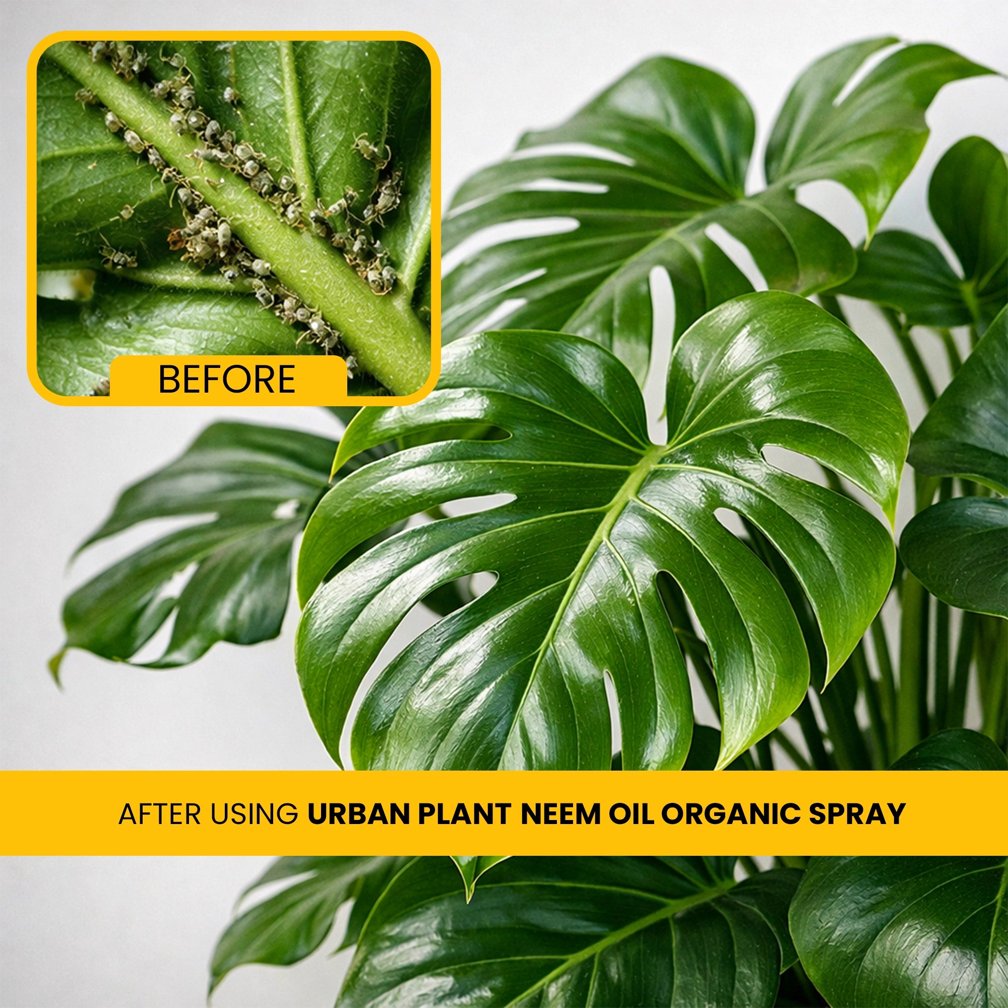Neem Oil Water Soluble Organic Spray for Gardening Plant Care before and after