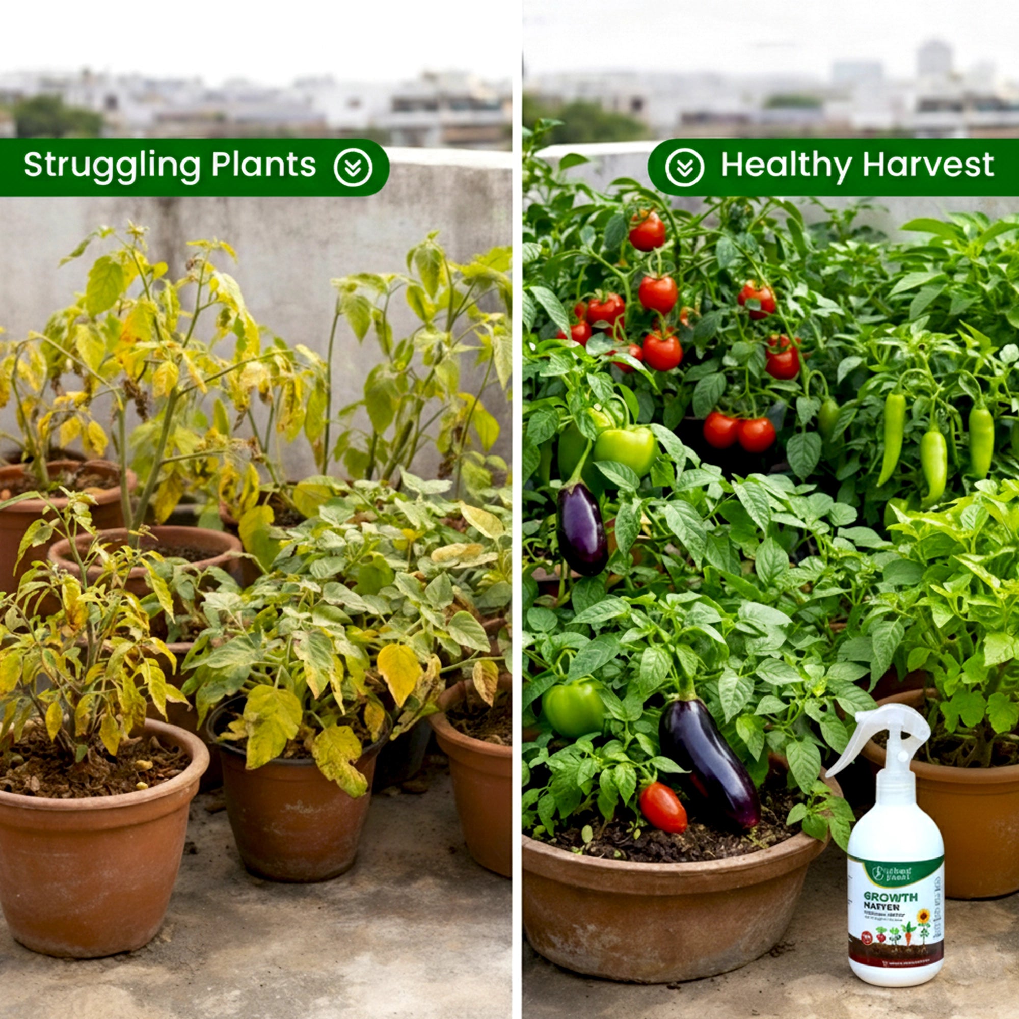 Growth Master Liquid Fertilizer before and after use