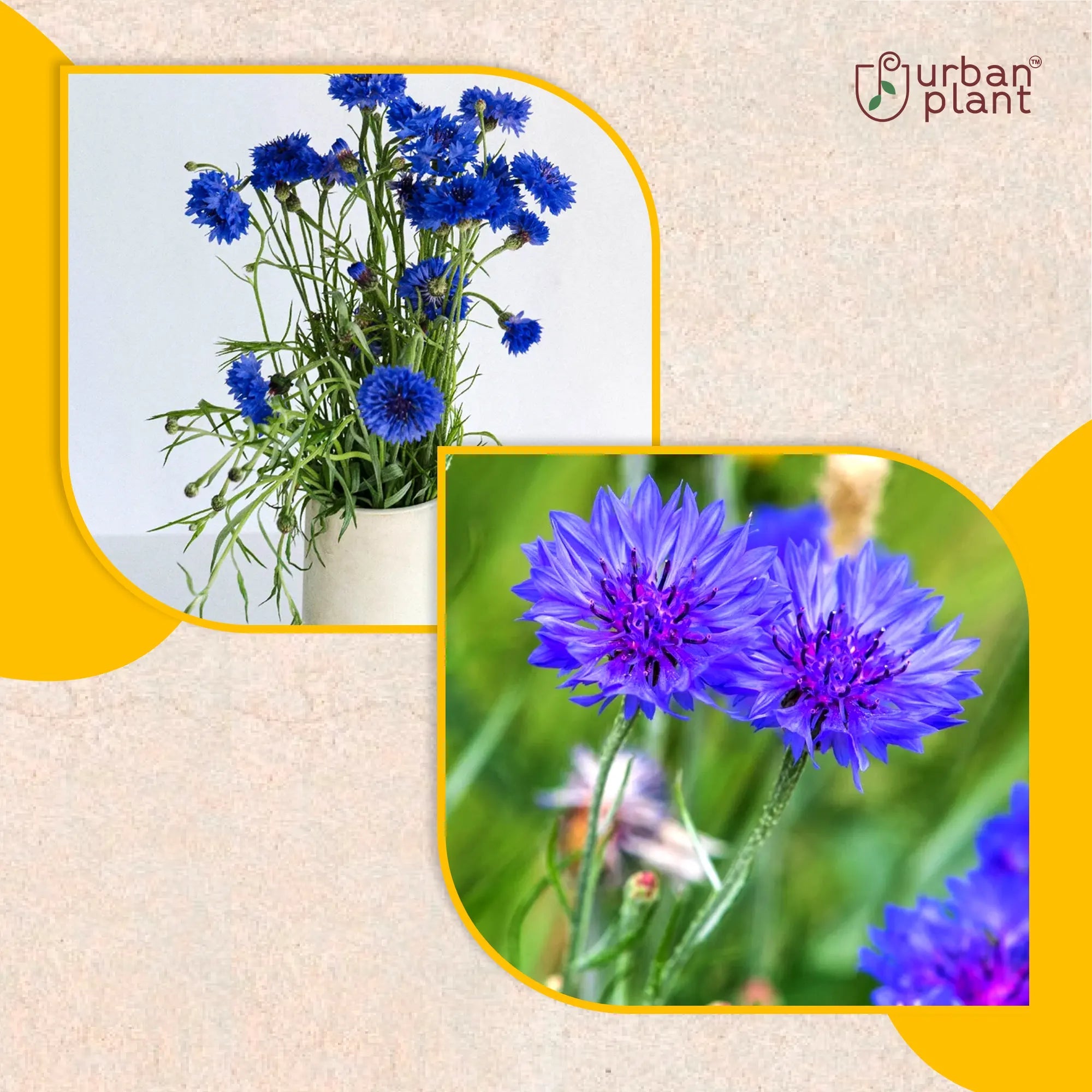 Corn Flower Seeds Flower Seed Urban Plant