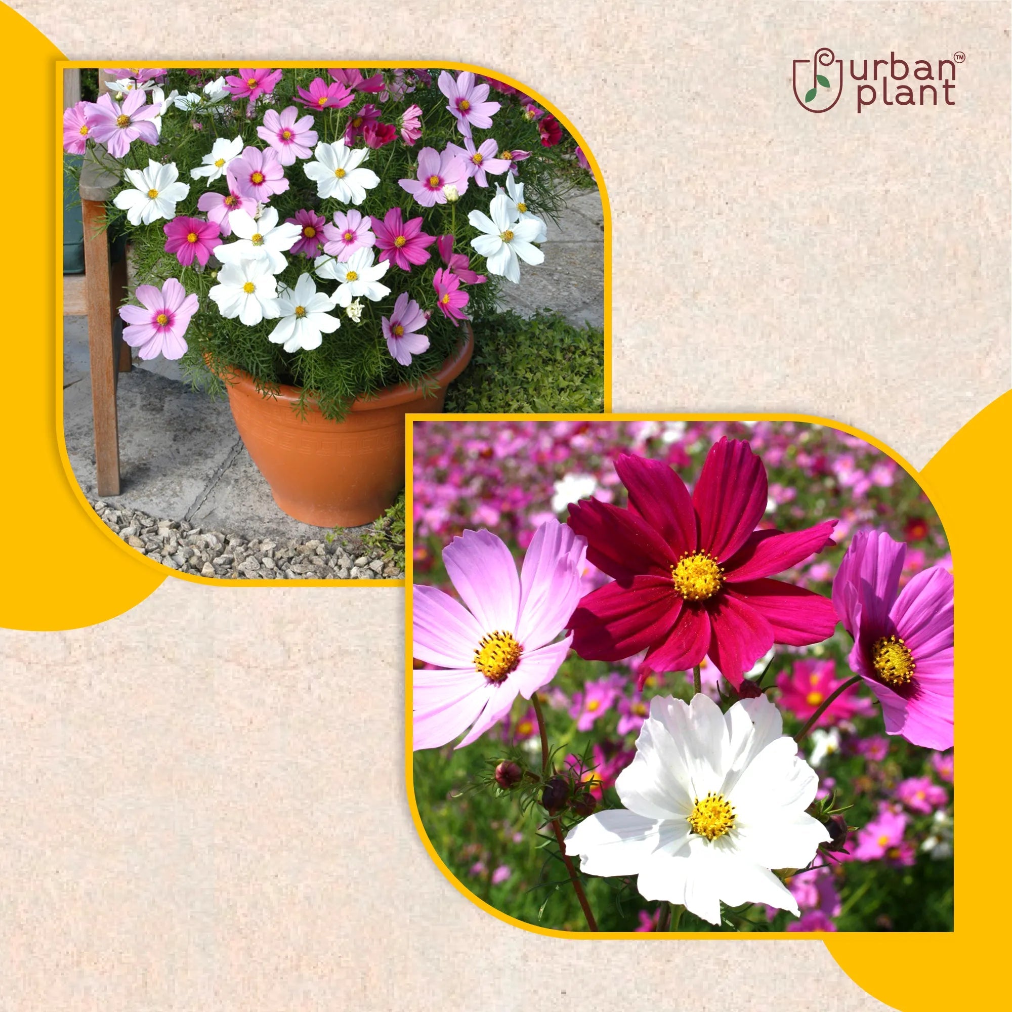 Cosmos Flower Seeds Flower Seed Urban Plant