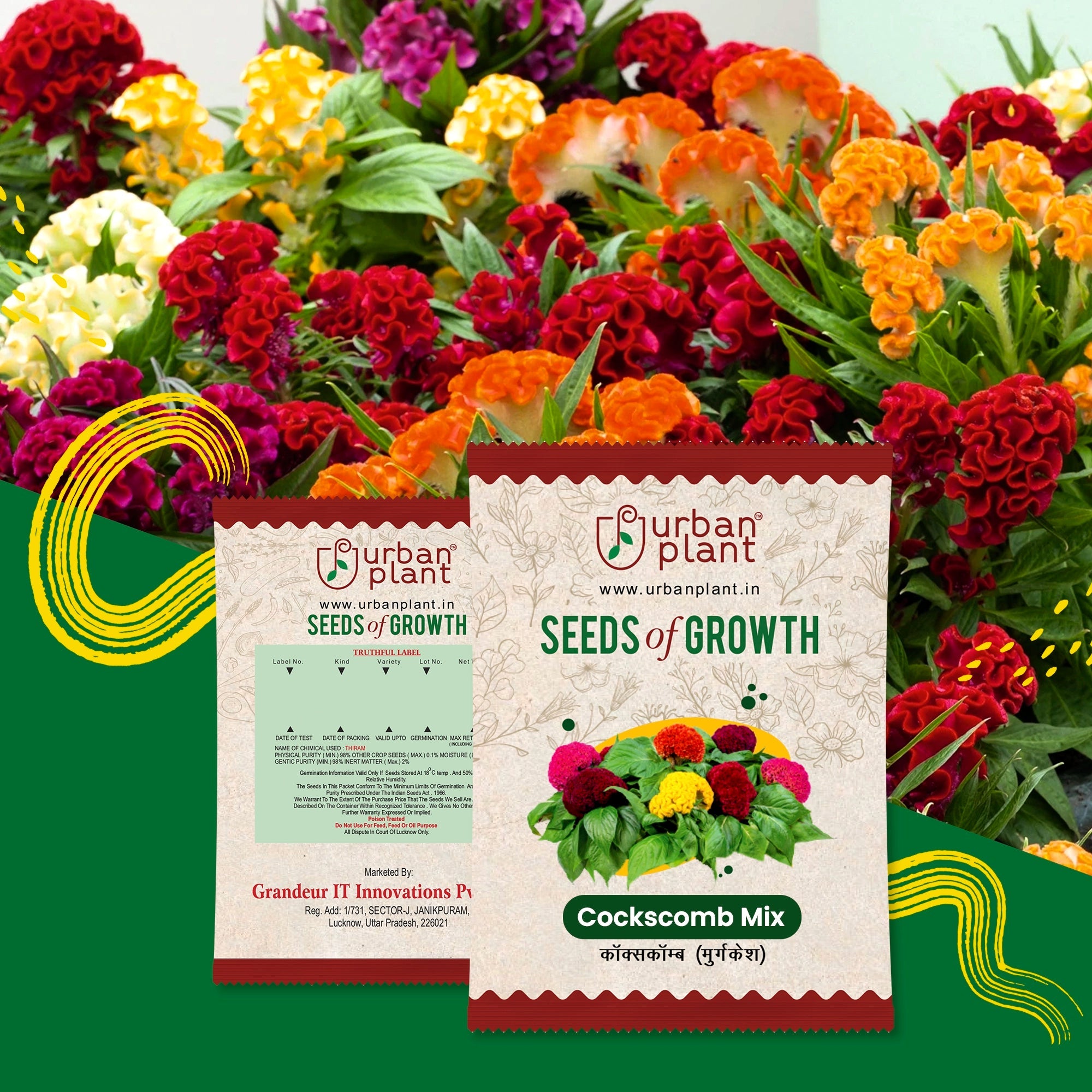 coxcomb flower seeds Cockscomb Mix Flower Seeds