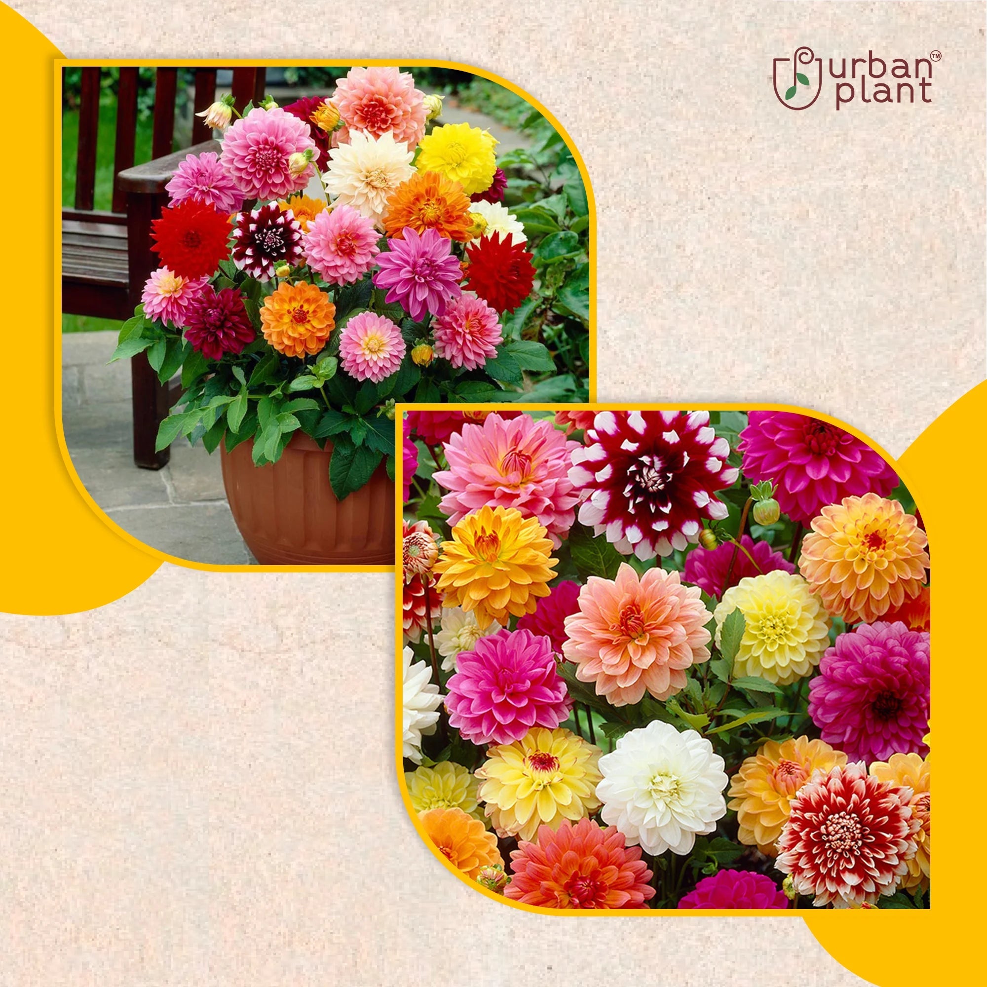 Dahlia Mix Flower Seeds Flower Seed Urban Plant