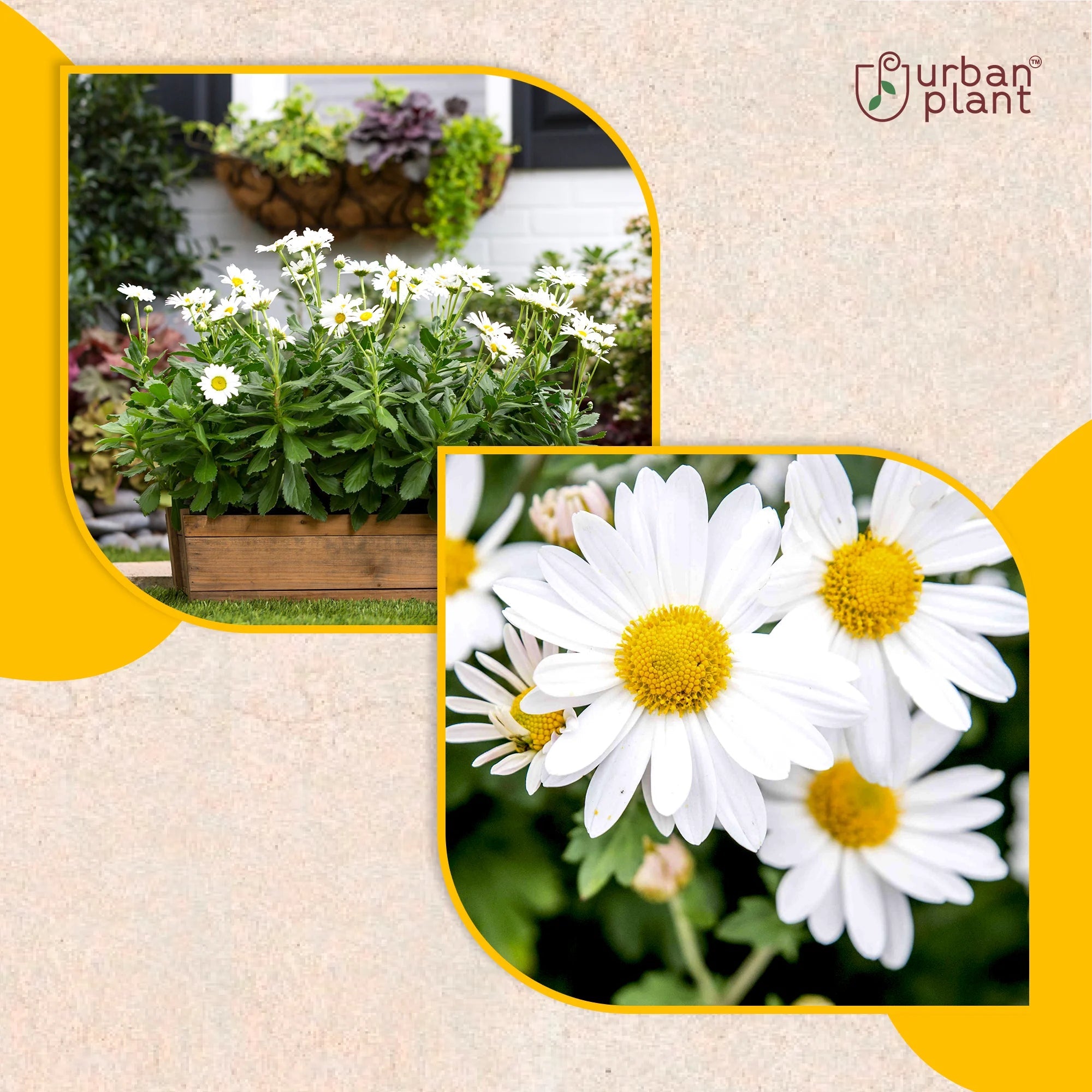Daisy Flower Seeds Flower Seed Urban Plant