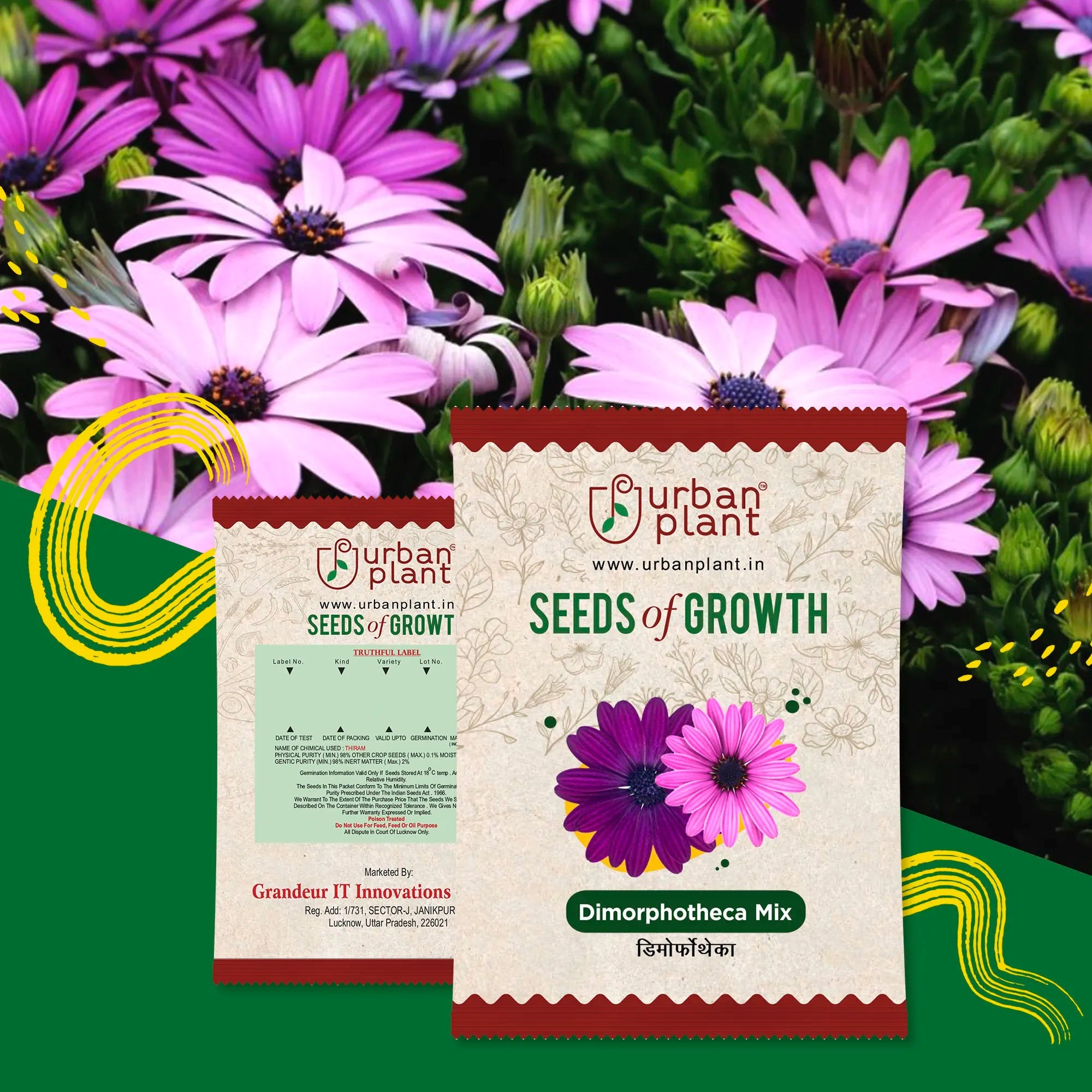 Dimorphotheca (African Daisy) Mix Flower Seeds Urban Plant