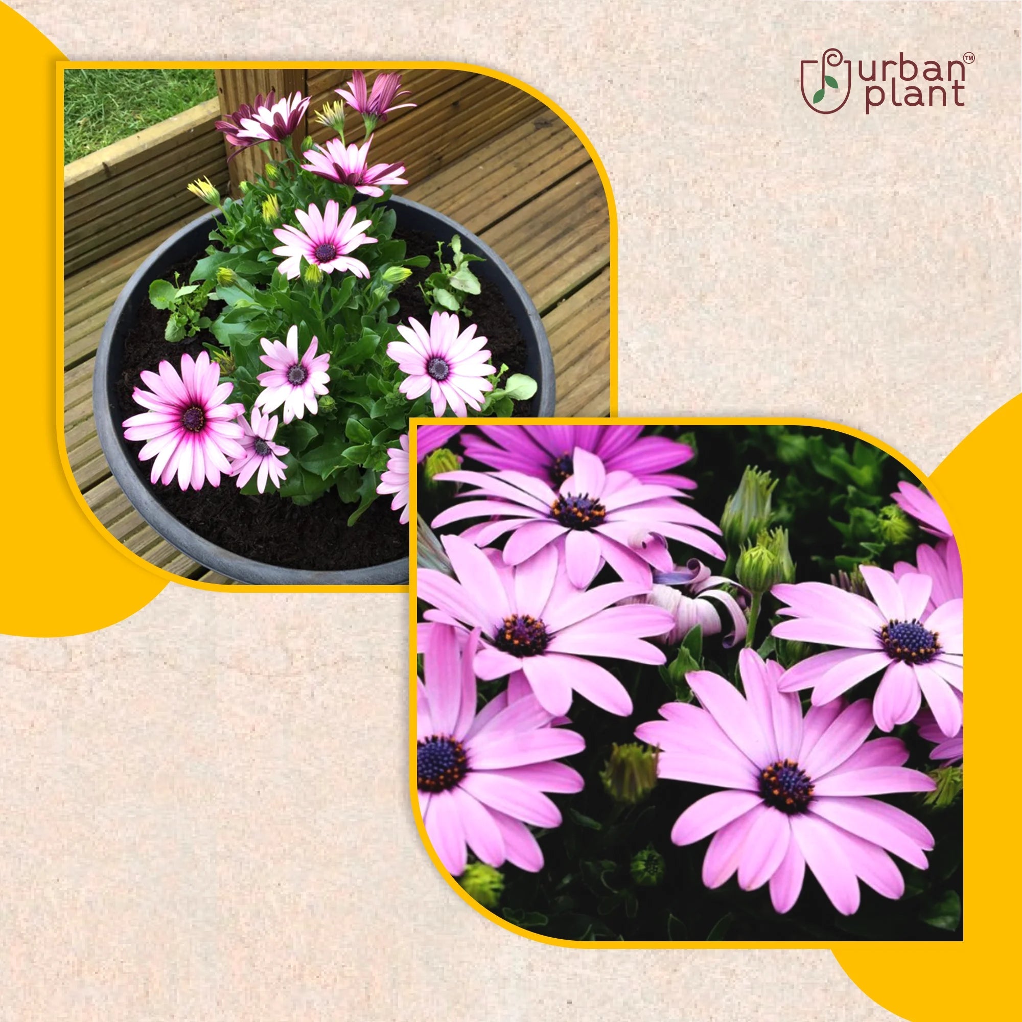 Dimorphotheca (African Daisy) Mix Flower Seeds Flower Seed Urban Plant
