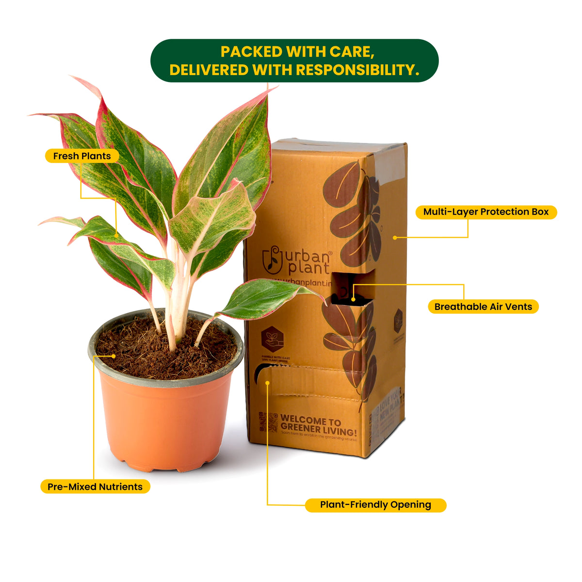 Aglaonema Red Plant – Indoor Live Plant