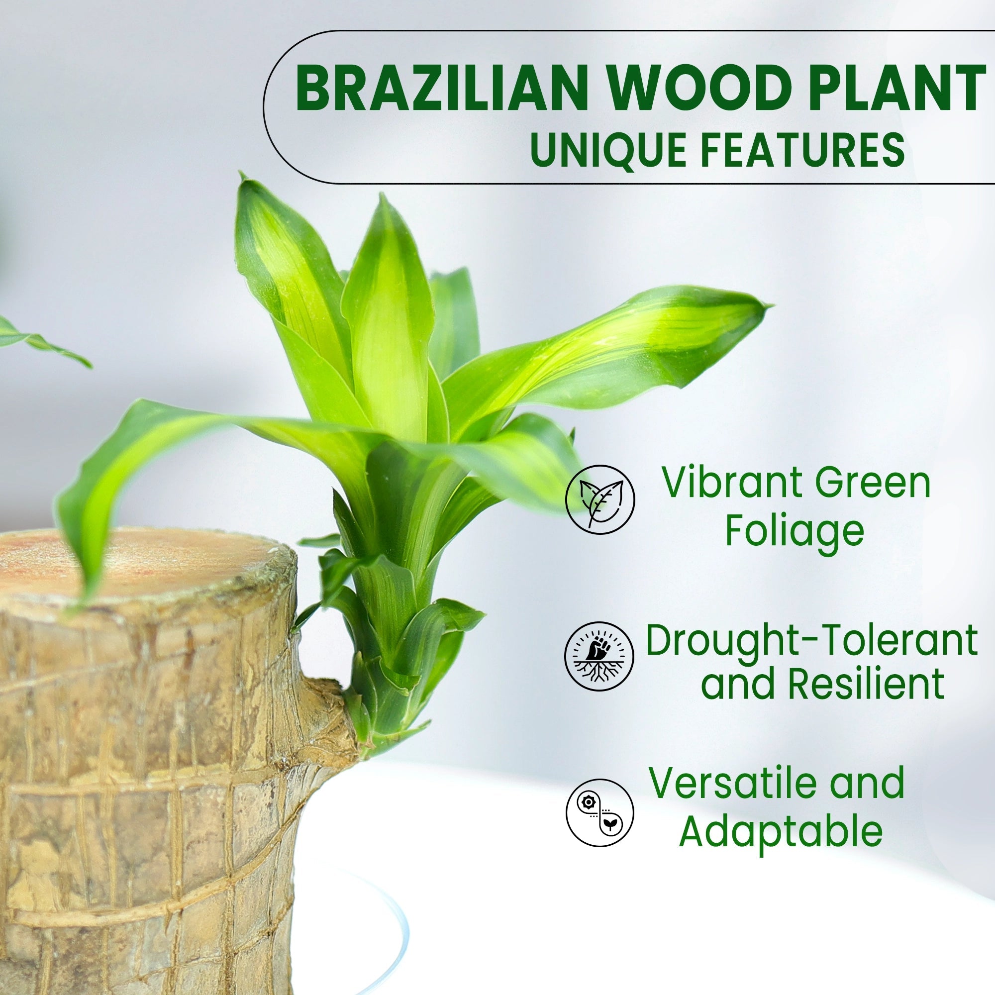 Brazilian Wood Plant Plant Urban Plant