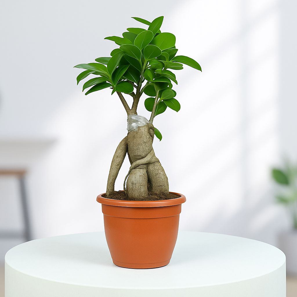 Ficus Bonsai Plant in Grower Pot Urban Plant