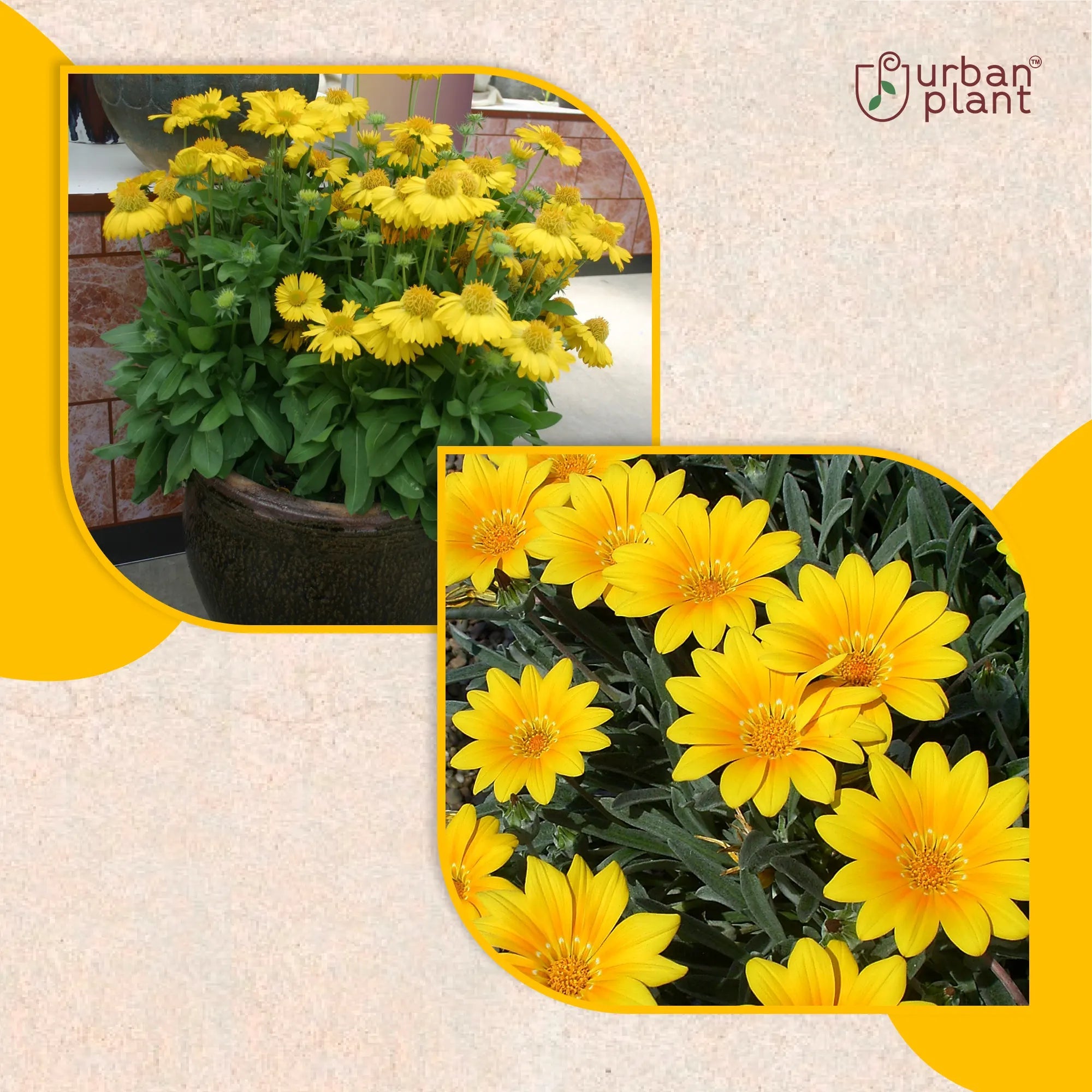 Gaillardia Yellow Flower Seeds Flower Seed Urban Plant