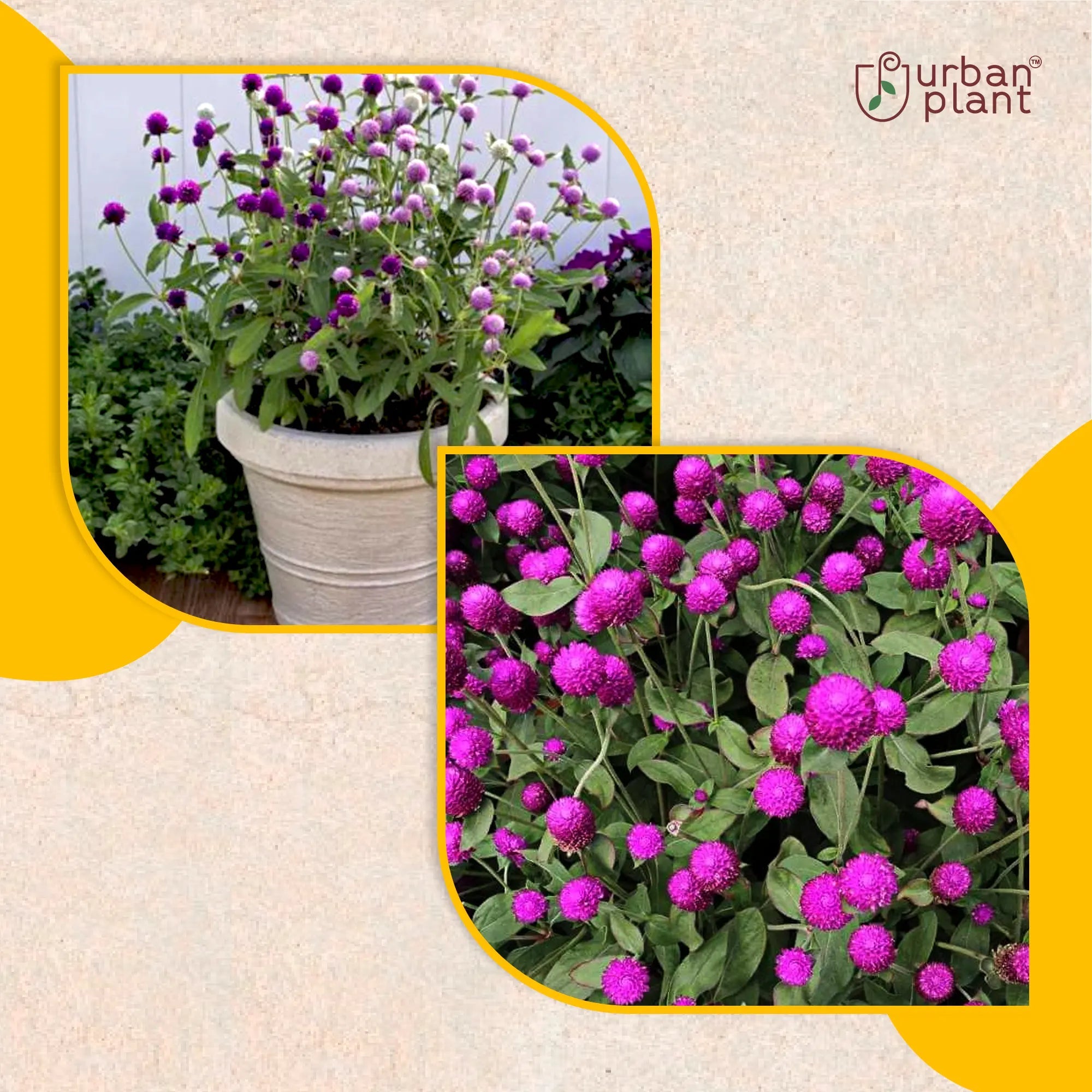 Gomphrena Mix Flower Seeds Flower Seed Urban Plant