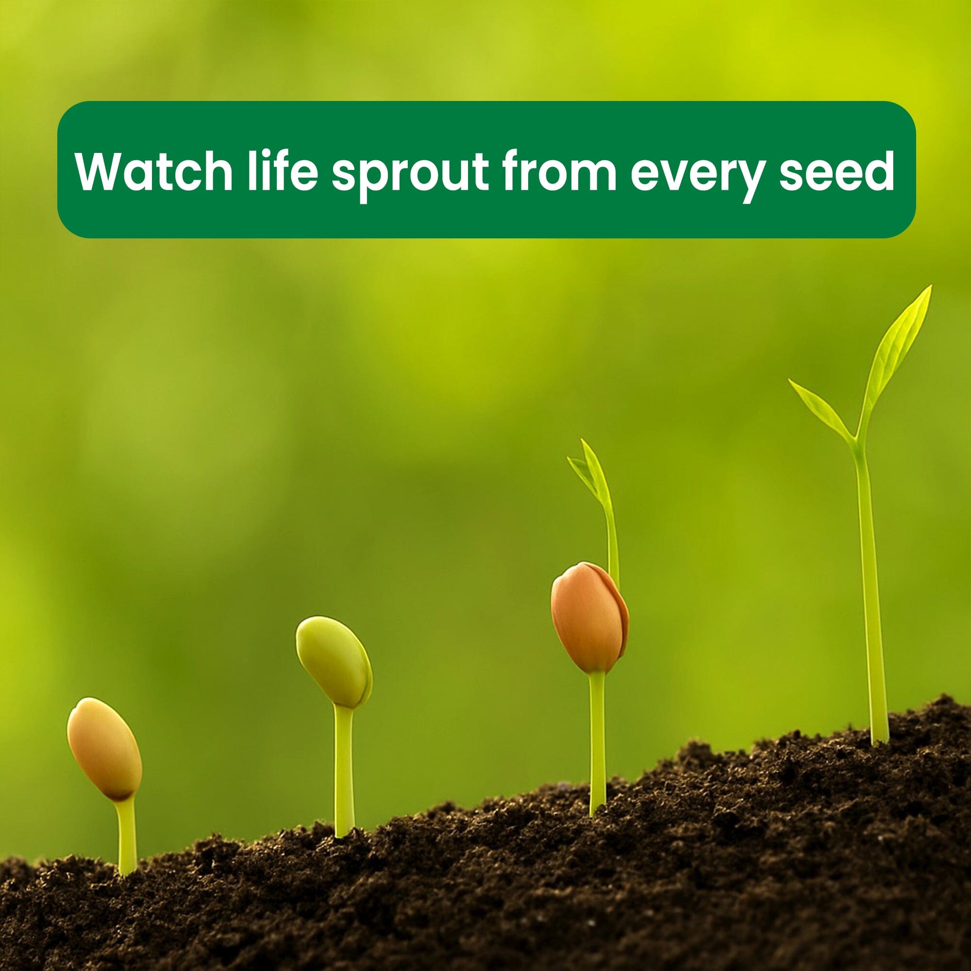 Black Brinjal, Banarasi Brinjal, Okra, Green Chilli Vegetable Seeds - Bundle of 4 Packet Vegetable Seed Urban Plant