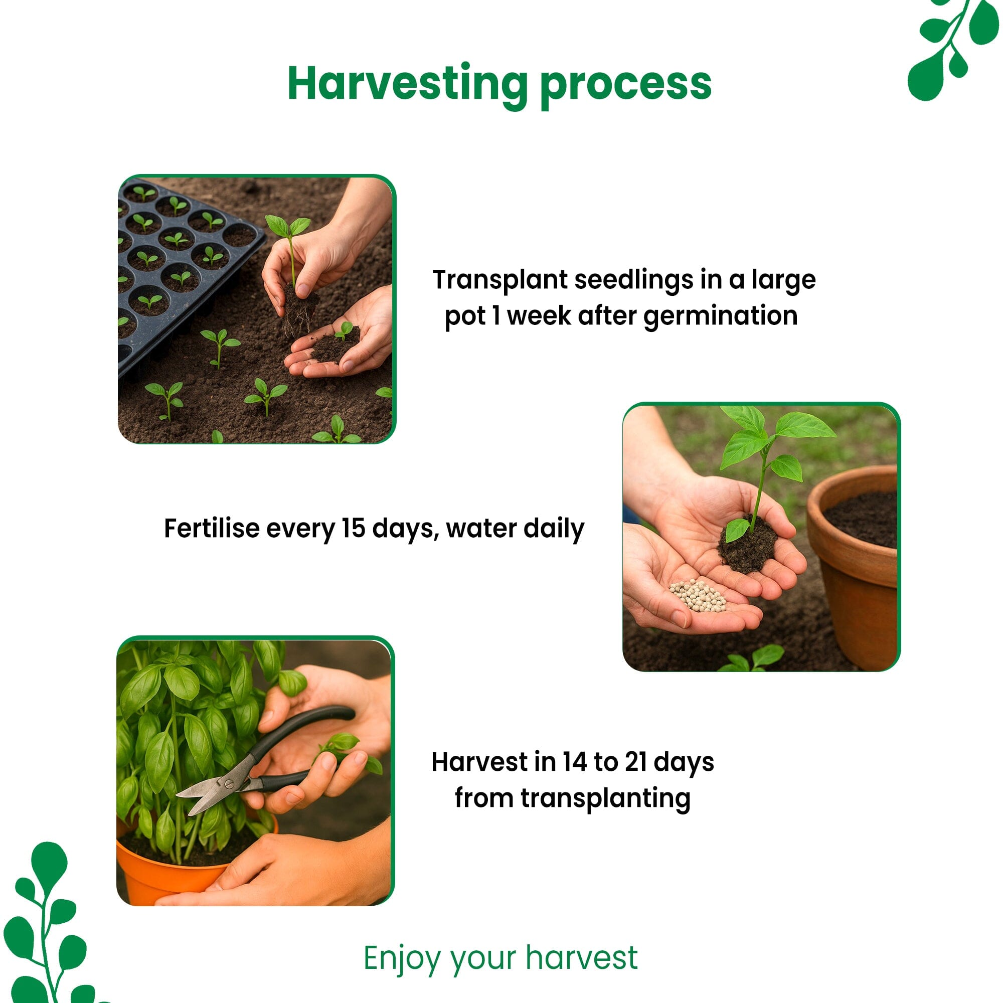 Lollo Rosso, Karemua Saag, Red Amaranth, Dill Leaves Vegetable Seeds - Bundle of 4 Packet Vegetable Seed Urban Plant