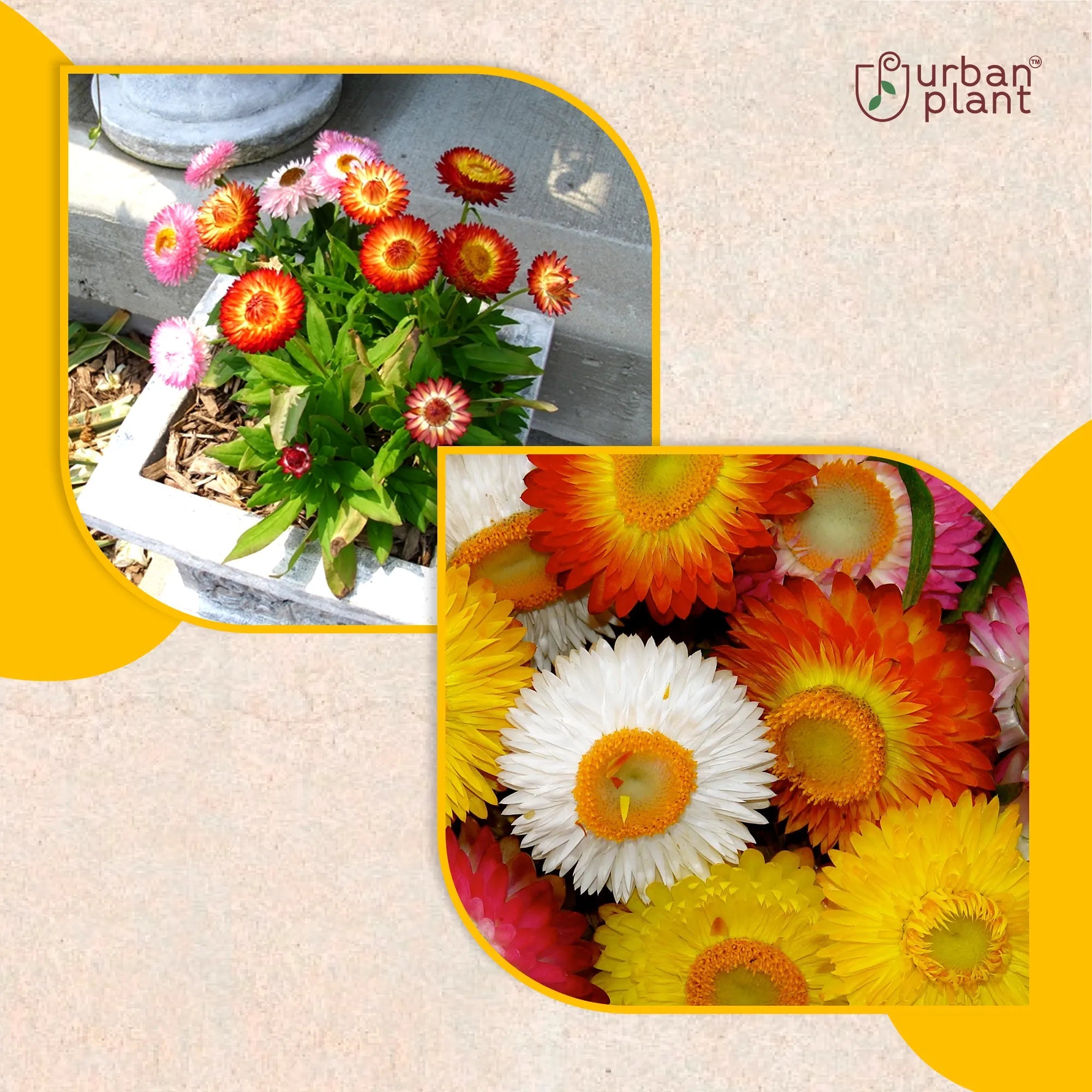 Helichrysum Mix Flower Seeds Flower Seed Urban Plant