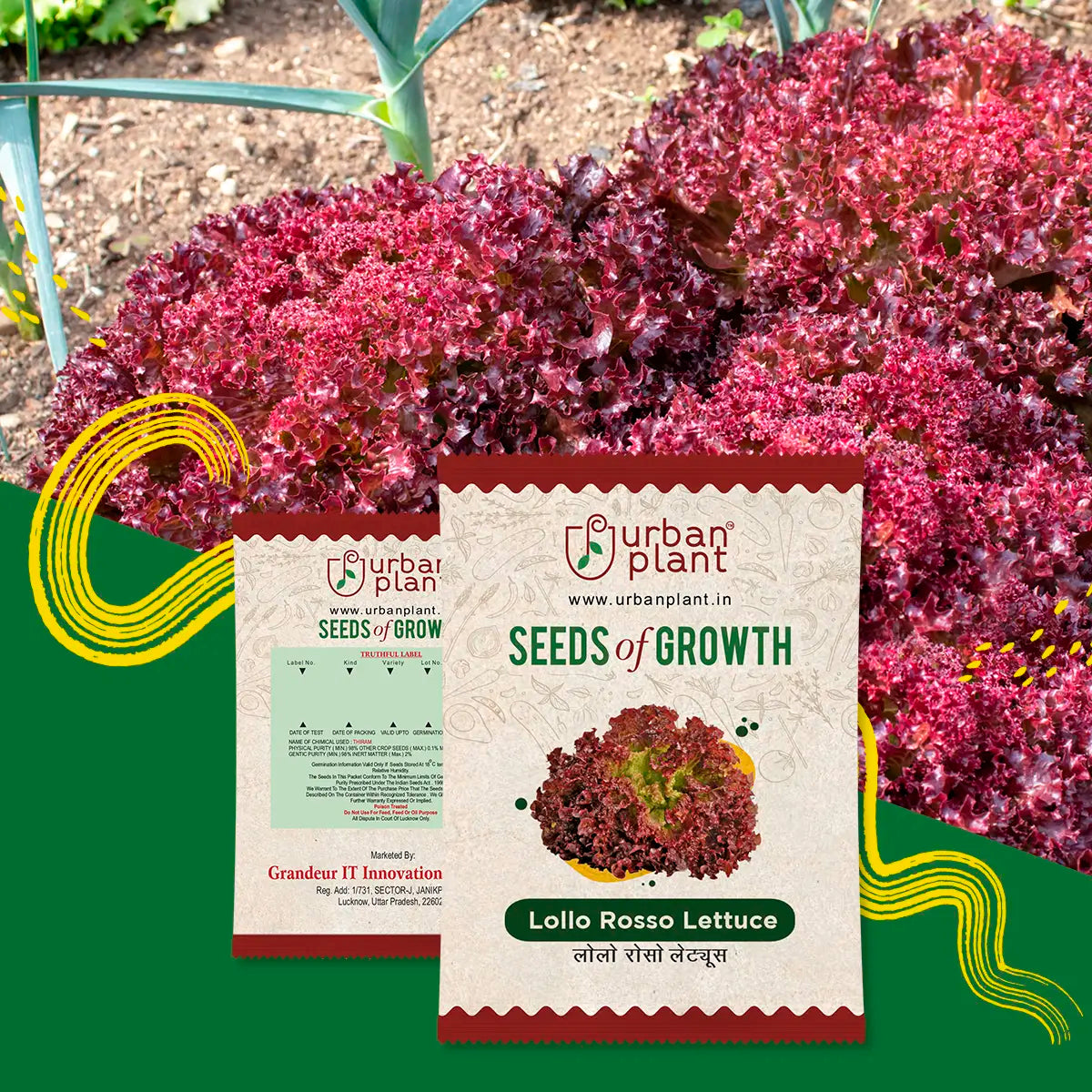 Lollo Rosso Lettuce Seeds Vegetable Seed Urban Plant 