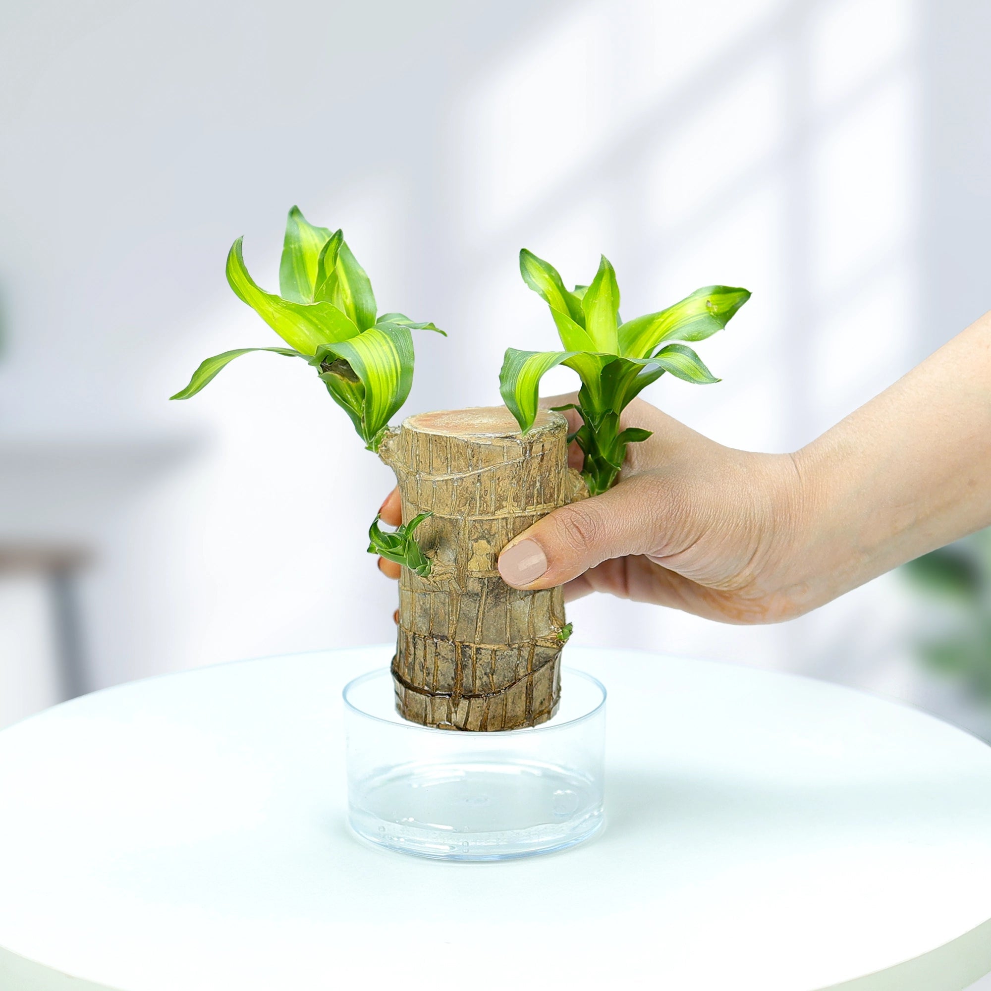 Brazilian Wood Plant Plant Urban Plant