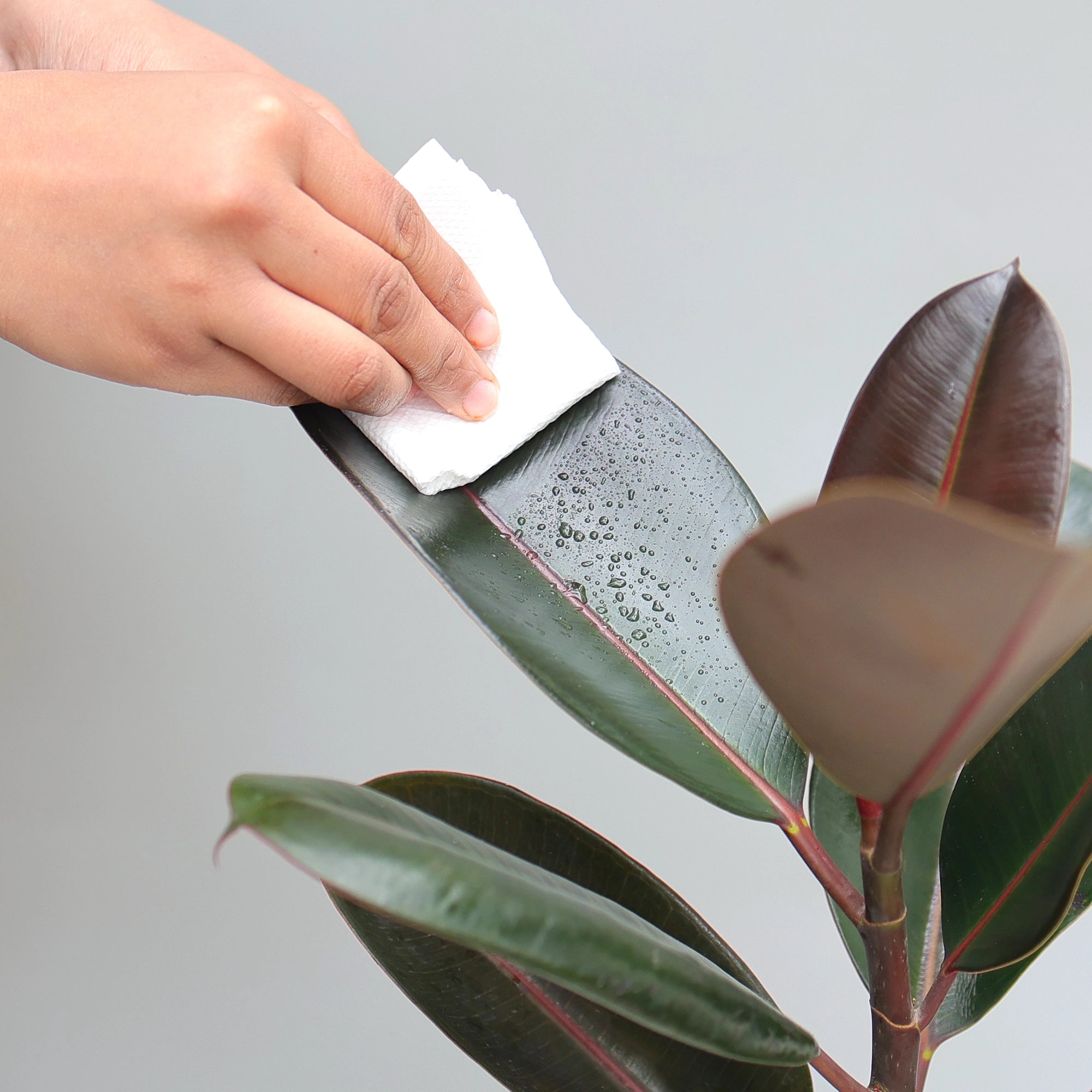 Rubber Plant Plant Urban Plant