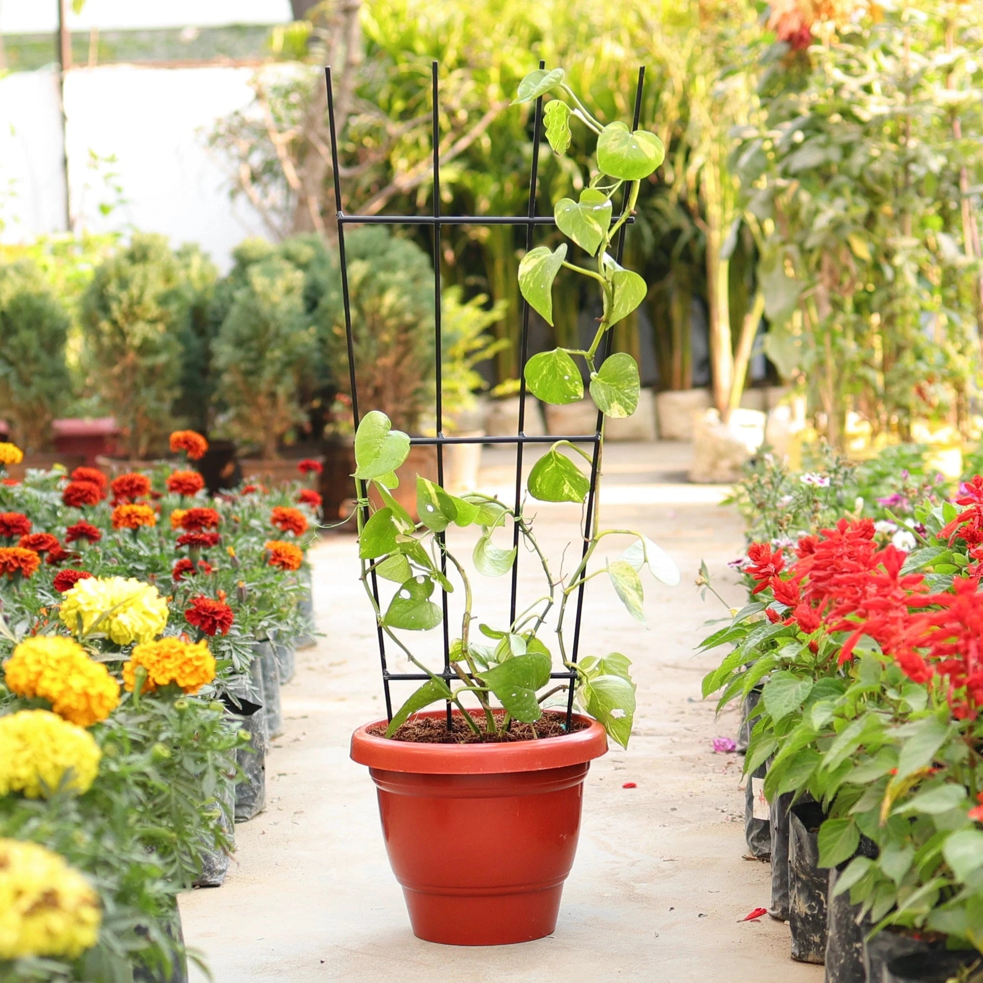 Urban Plant Greenweave Trellis for Climbing Plants Gardening Accessories Urban Plant