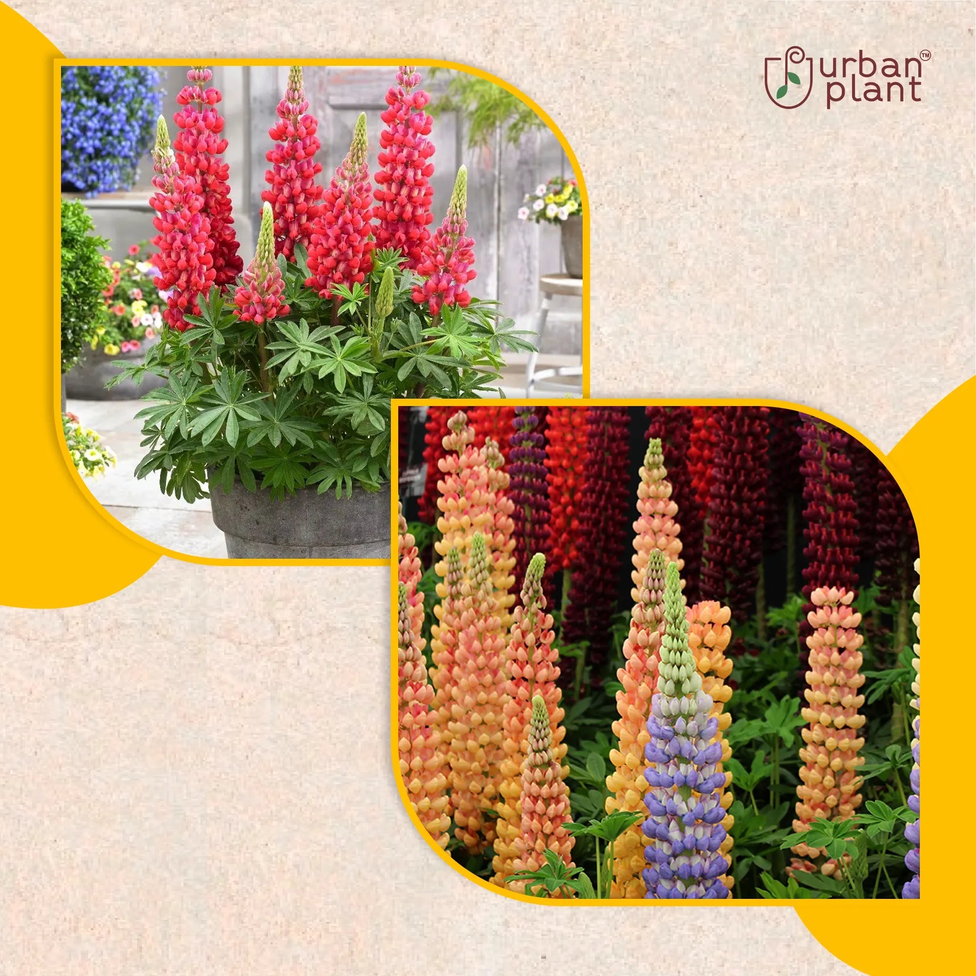 Lupins Mix Flower Seeds Flower Seed Urban Plant 