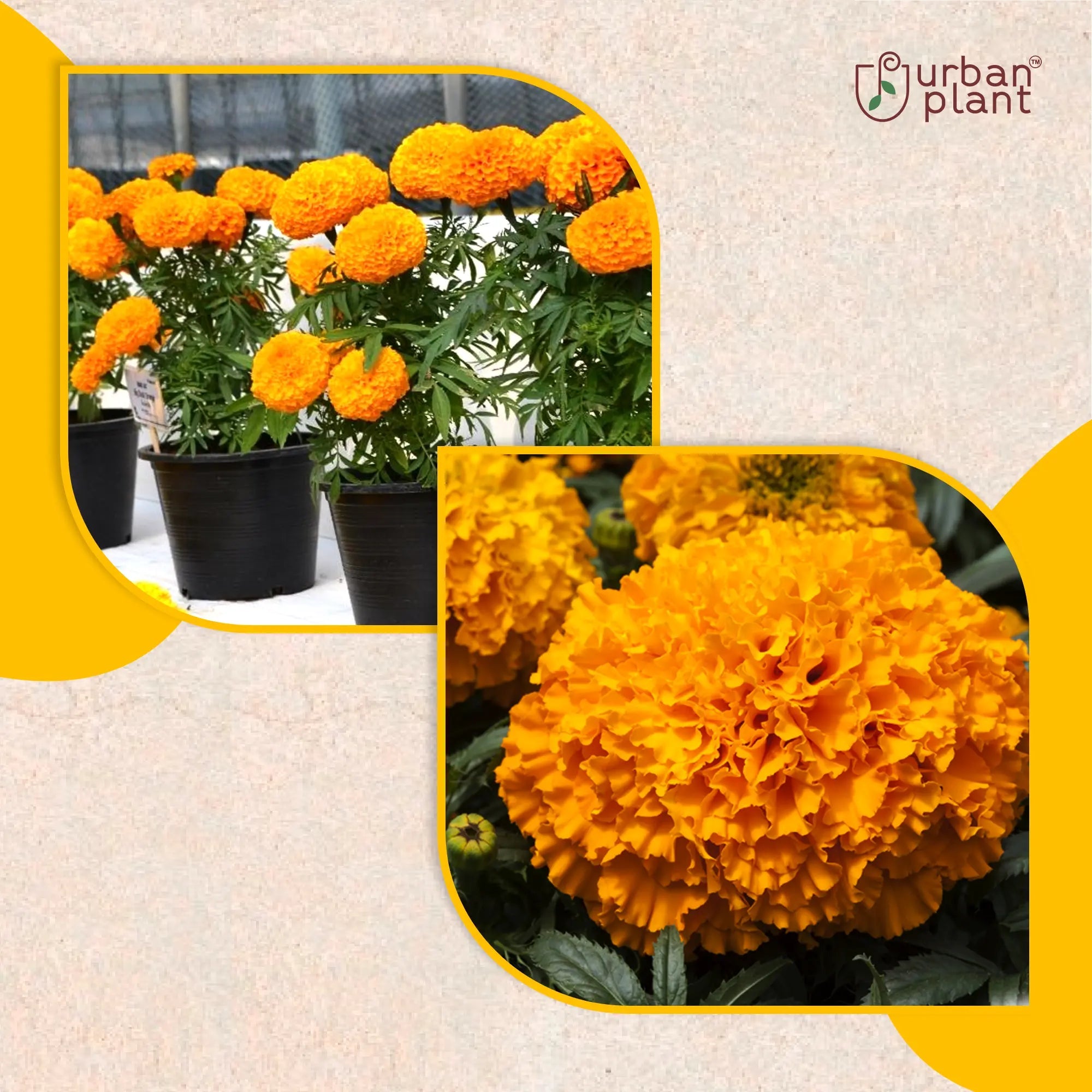Marigold Big Flower Seeds Flower Seed Urban Plant