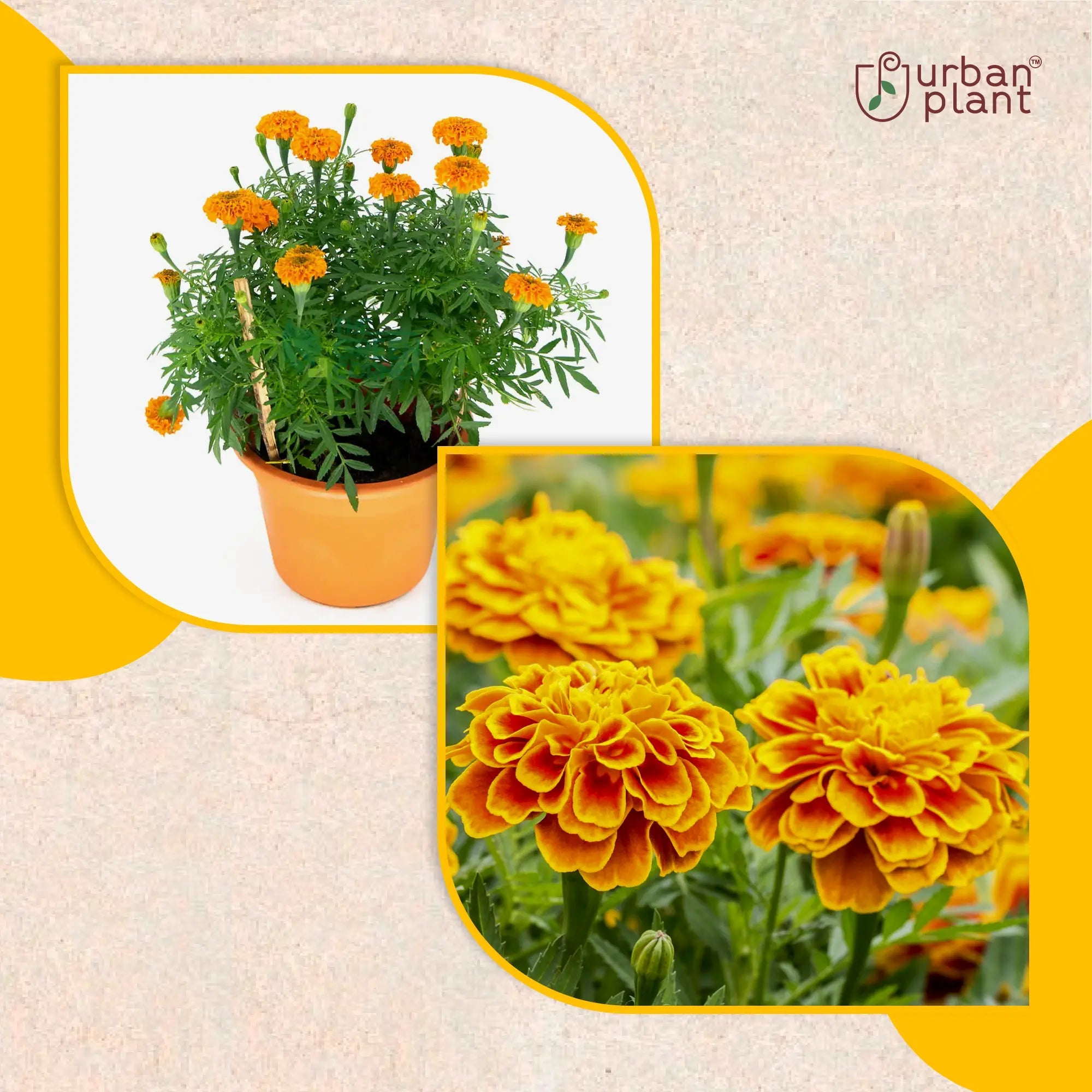 Marigold French Dwarf Flower Seeds Flower Seed Urban Plant