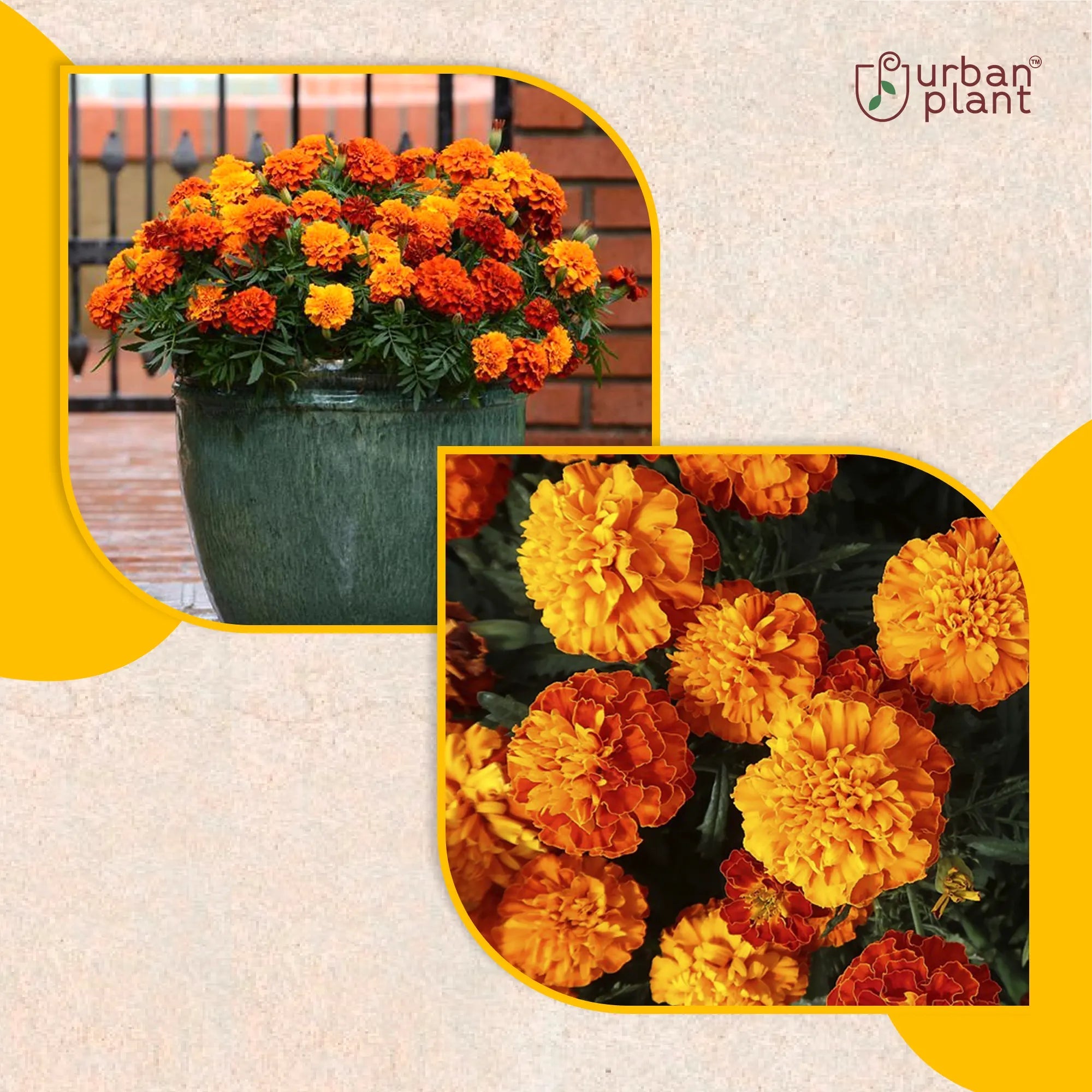 Marigold French Orange Flower Seeds Flower Seed Urban Plant