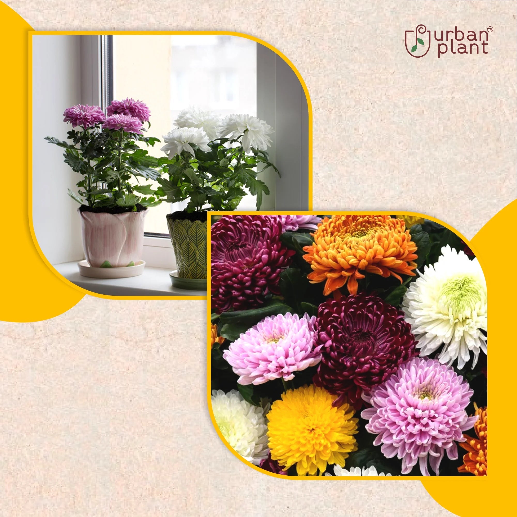 Chrysanthemum Mix (Guldaudi) Flower Seeds Flower Seed Urban Plant