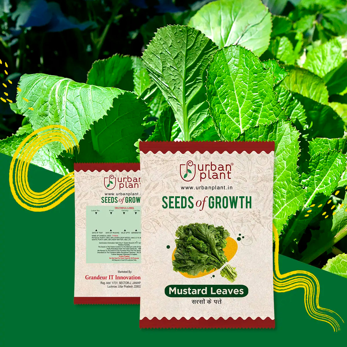 mustard seed plant leaves Mustard Leaves Seeds: Fresh, High-Quality & Pocket-Friendly