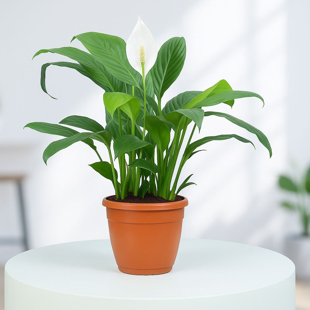 Peace Lily Plant in Grower Pot Urban Plant