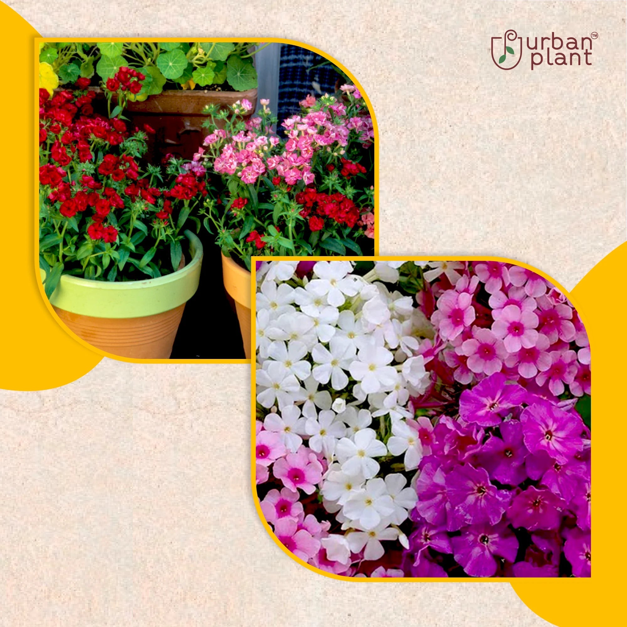 Phlox Mix Flower Seeds Flower Seed Urban Plant