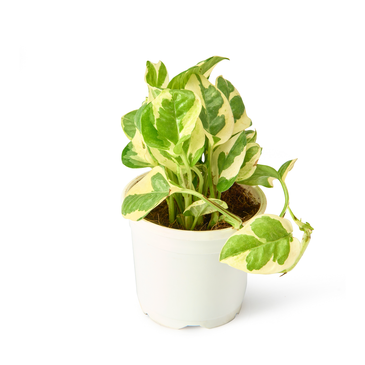 N'Joy Money Plant (White Variegated Pothos) – Live Indoor Plant